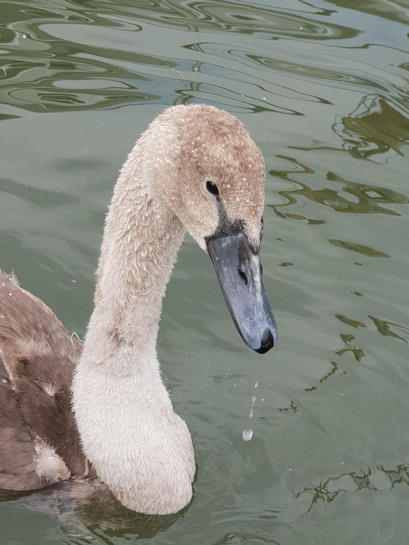 Samsung Galaxy S9+ sample photo. Animals, swan, water photography