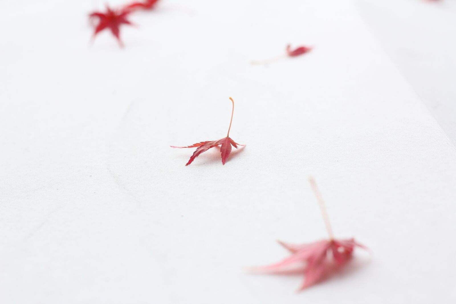 Canon EOS 60D + Canon EF 50mm F1.8 II sample photo. Autumnal leaves, white, red photography