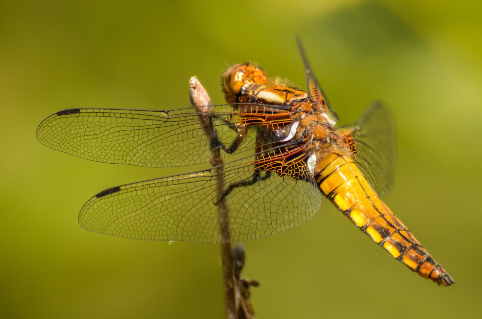 Nikon D3200 sample photo. Dragonfly, macro, insect photography