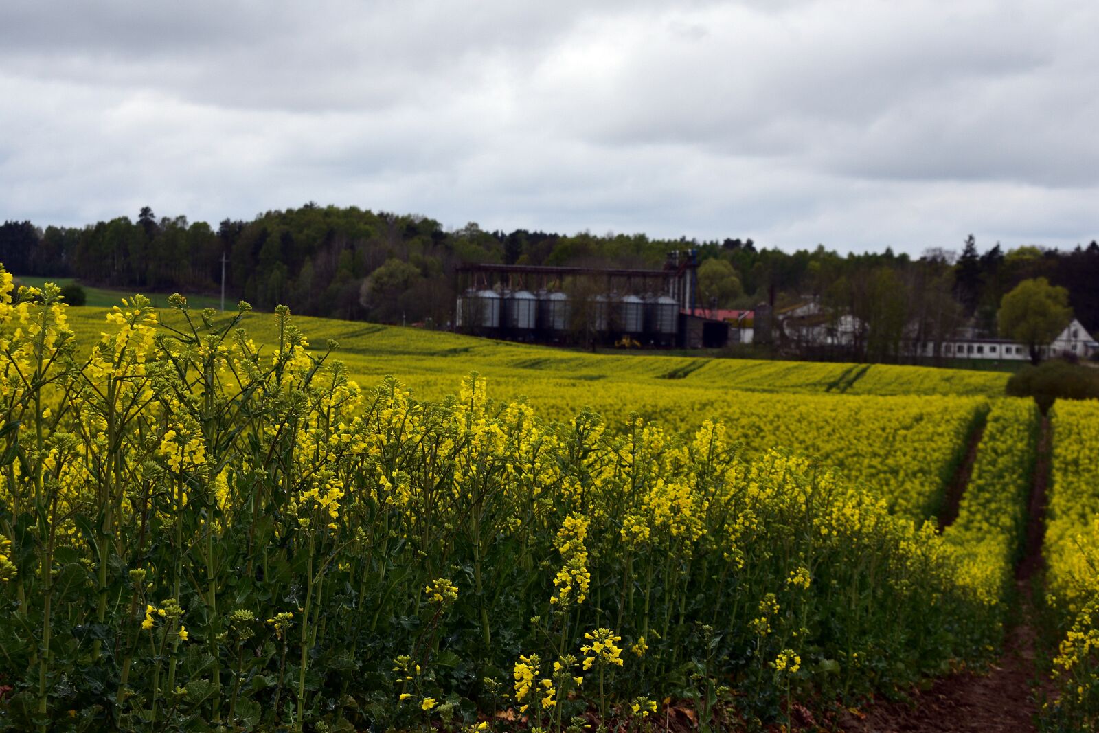 Nikon D3400 sample photo. Rapeseed, field, yellow photography