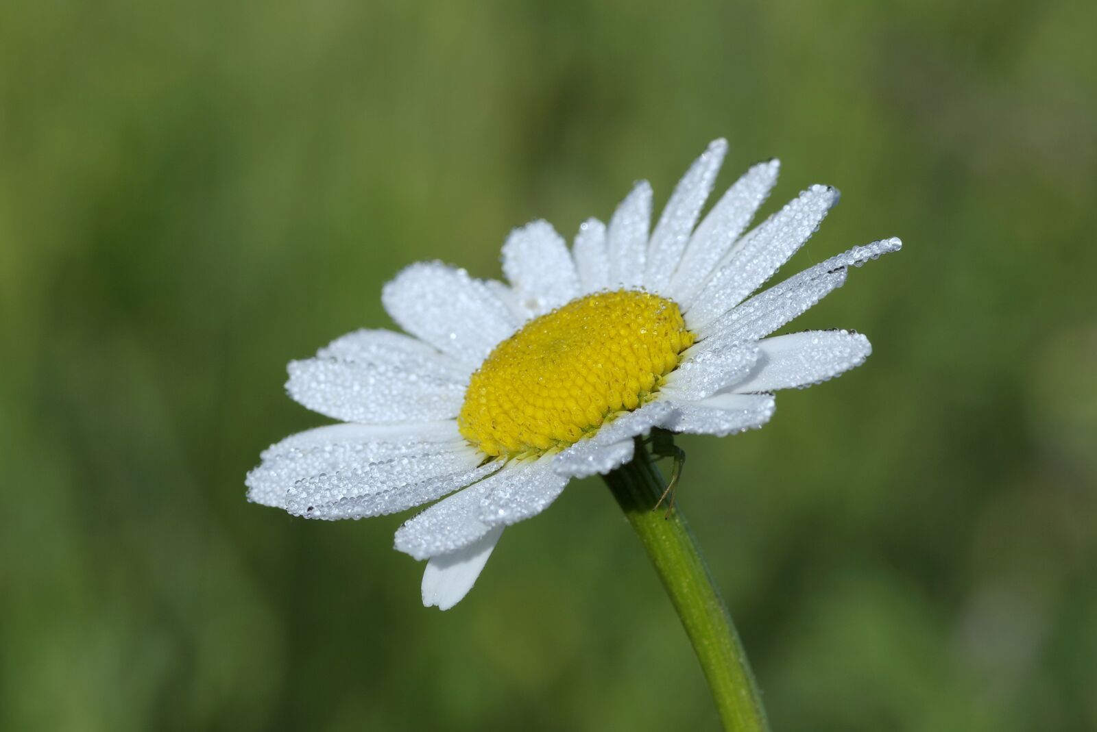 Pentax K-S2 sample photo. Daisy, white, the petals photography