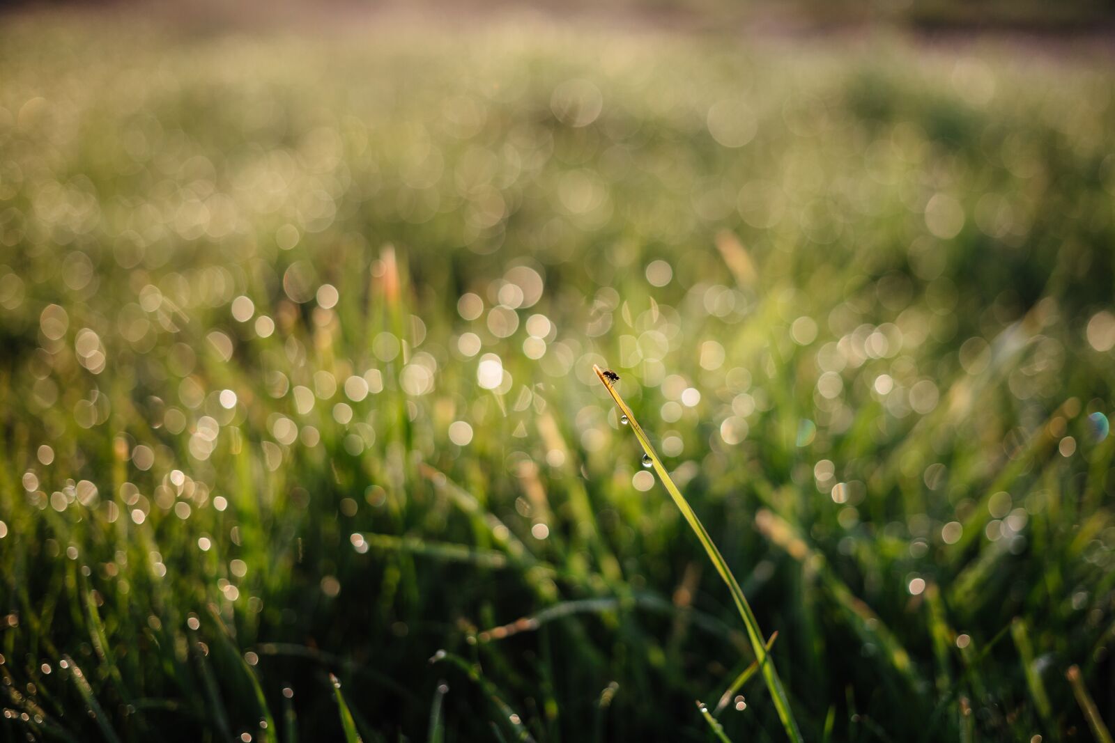 Canon EOS 6D + Canon EF 40mm F2.8 STM sample photo. Green, grass, grassland photography