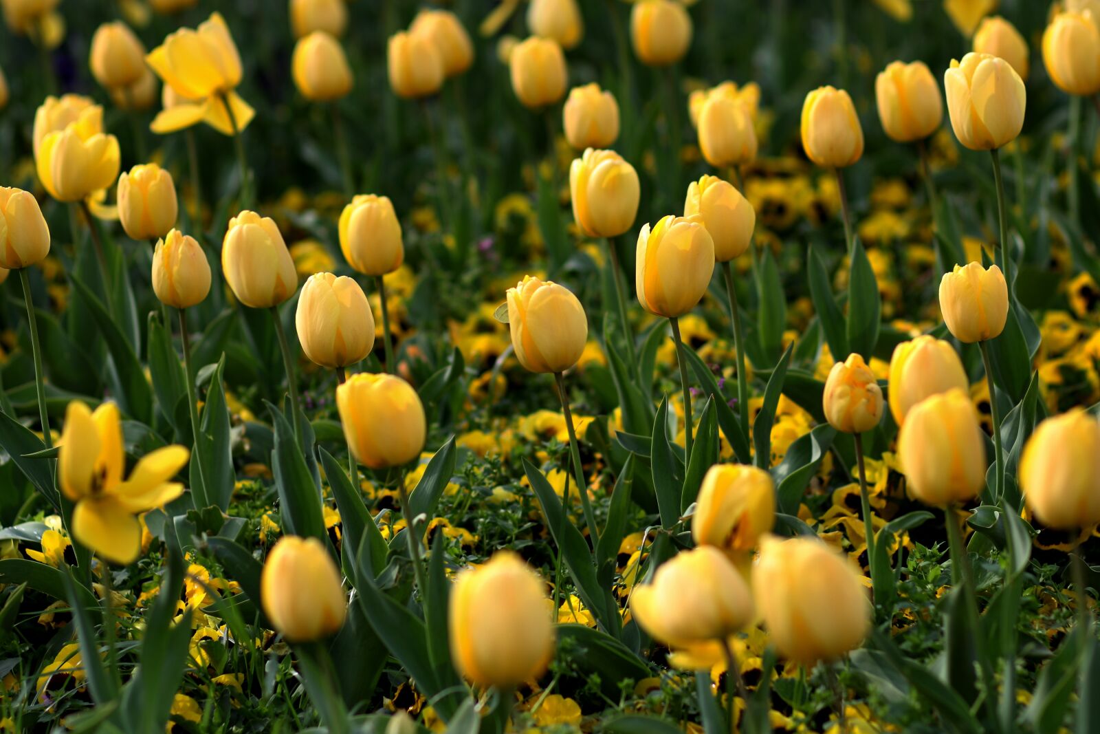 Canon EF 85mm F1.8 USM sample photo. Tulips, flowers, yellow photography