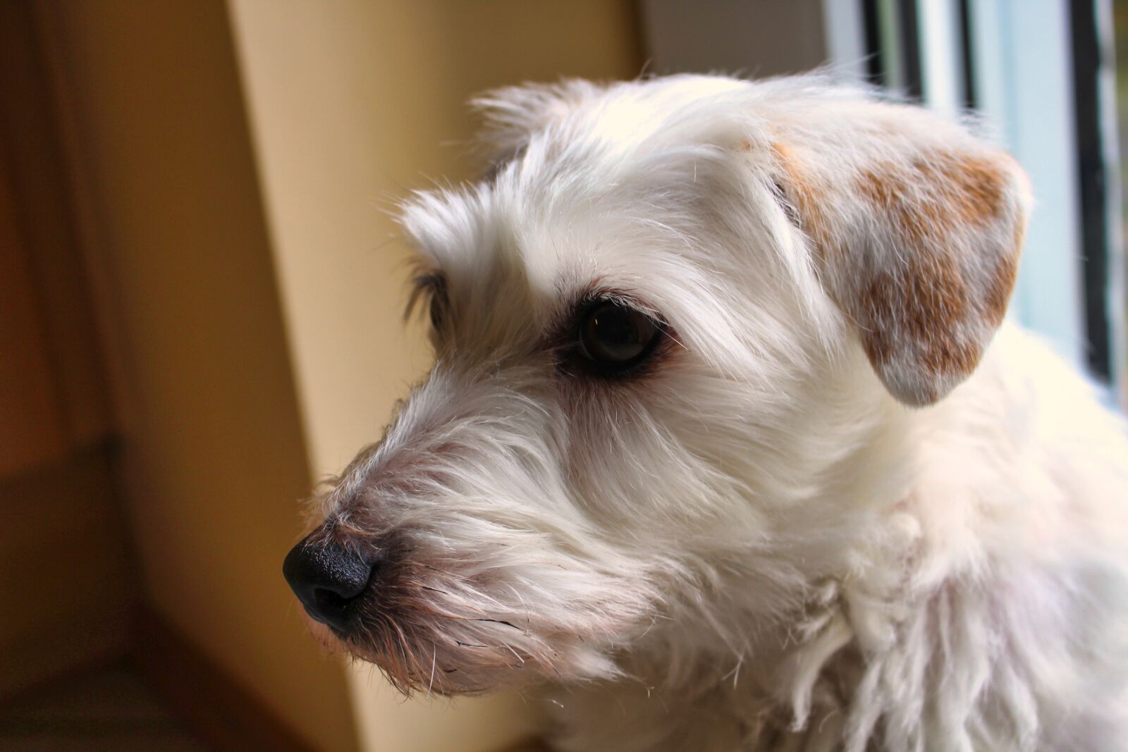 Canon EOS 700D (EOS Rebel T5i / EOS Kiss X7i) sample photo. Dog, jack russell terrier photography