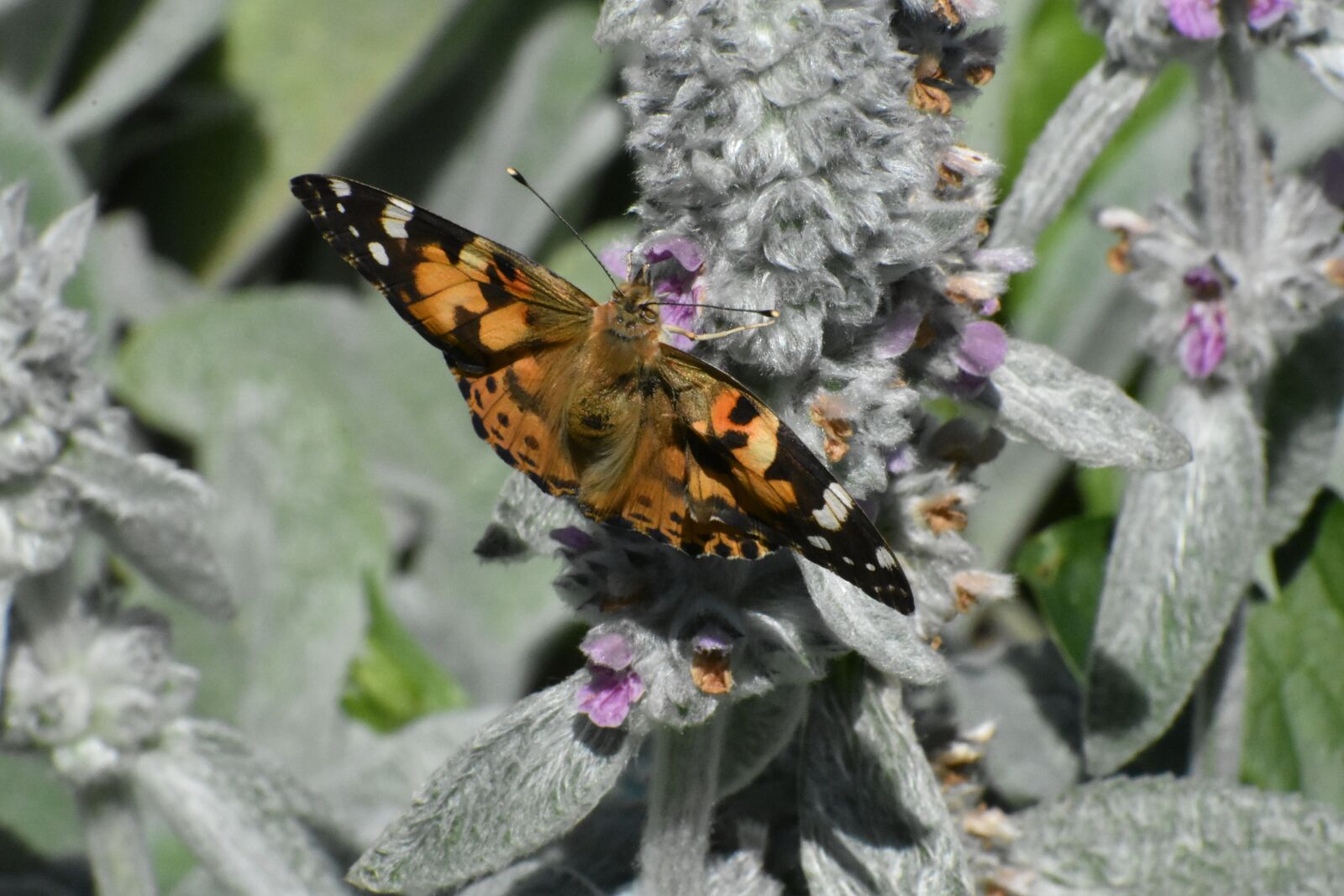 Nikon D3400 sample photo. Butterfly, beautiful, summer photography