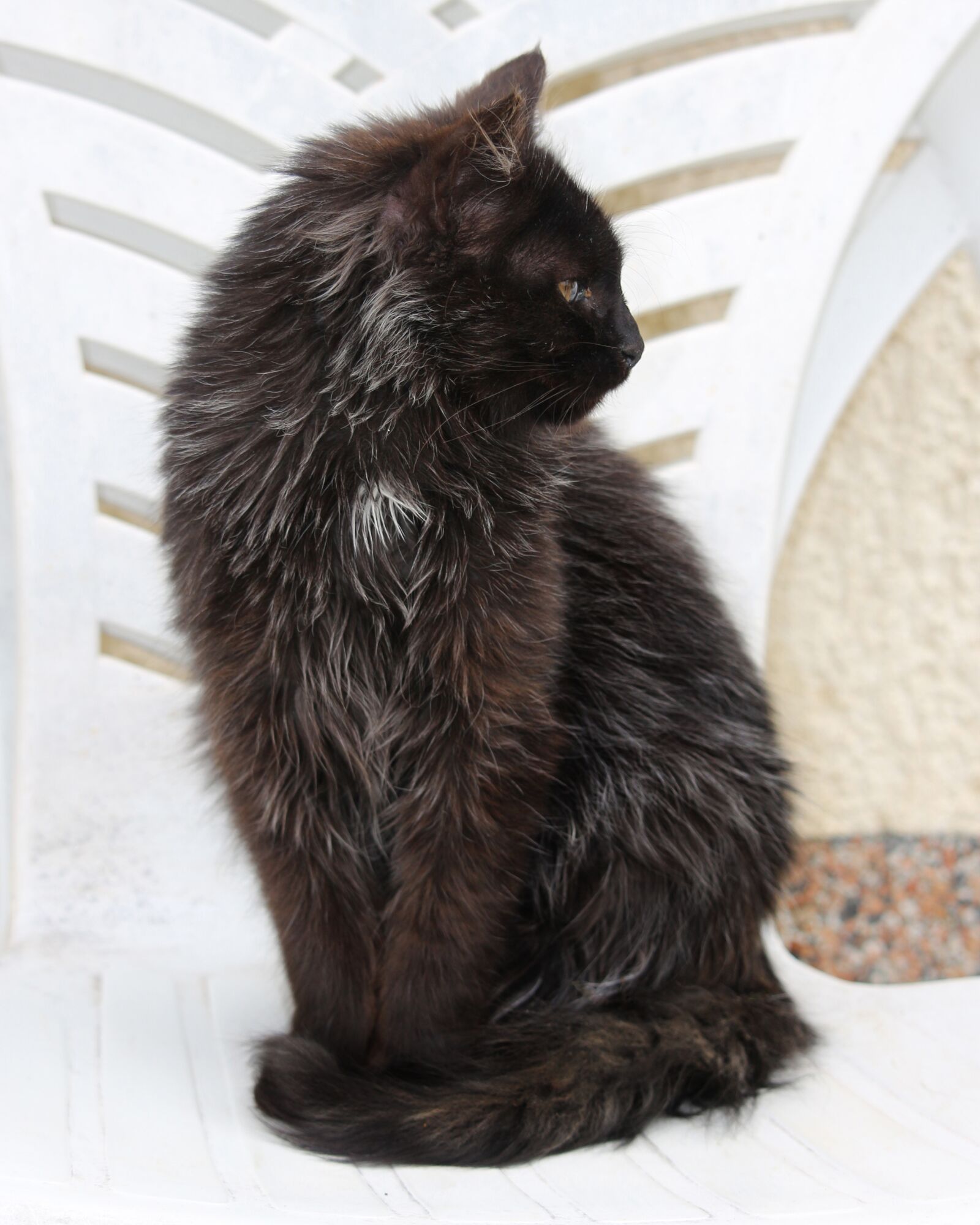 Canon EF-S 55-250mm F4-5.6 IS STM sample photo. Animal, cat, kitten photography