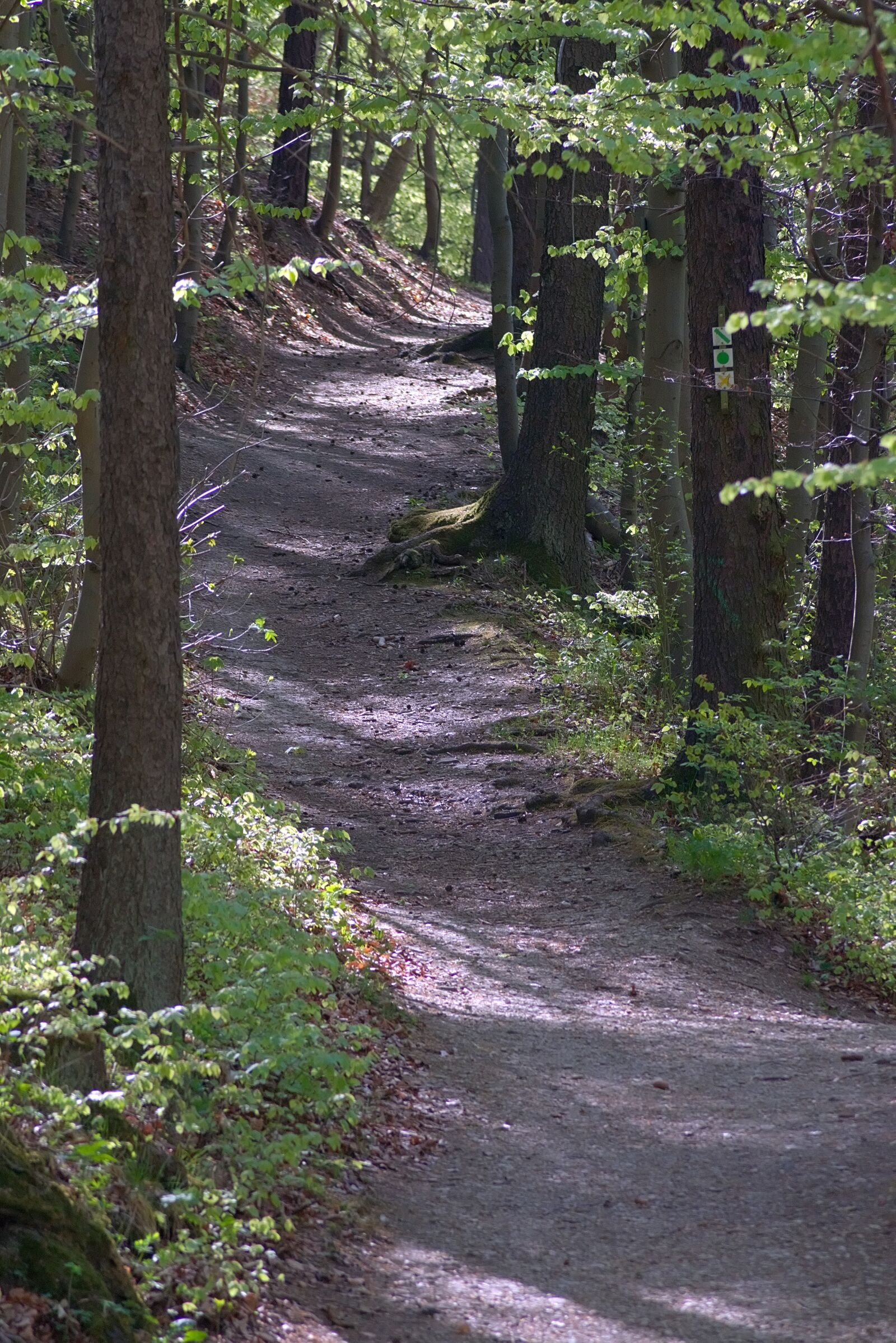 Nikon D3300 sample photo. Forest path, trail, nature photography