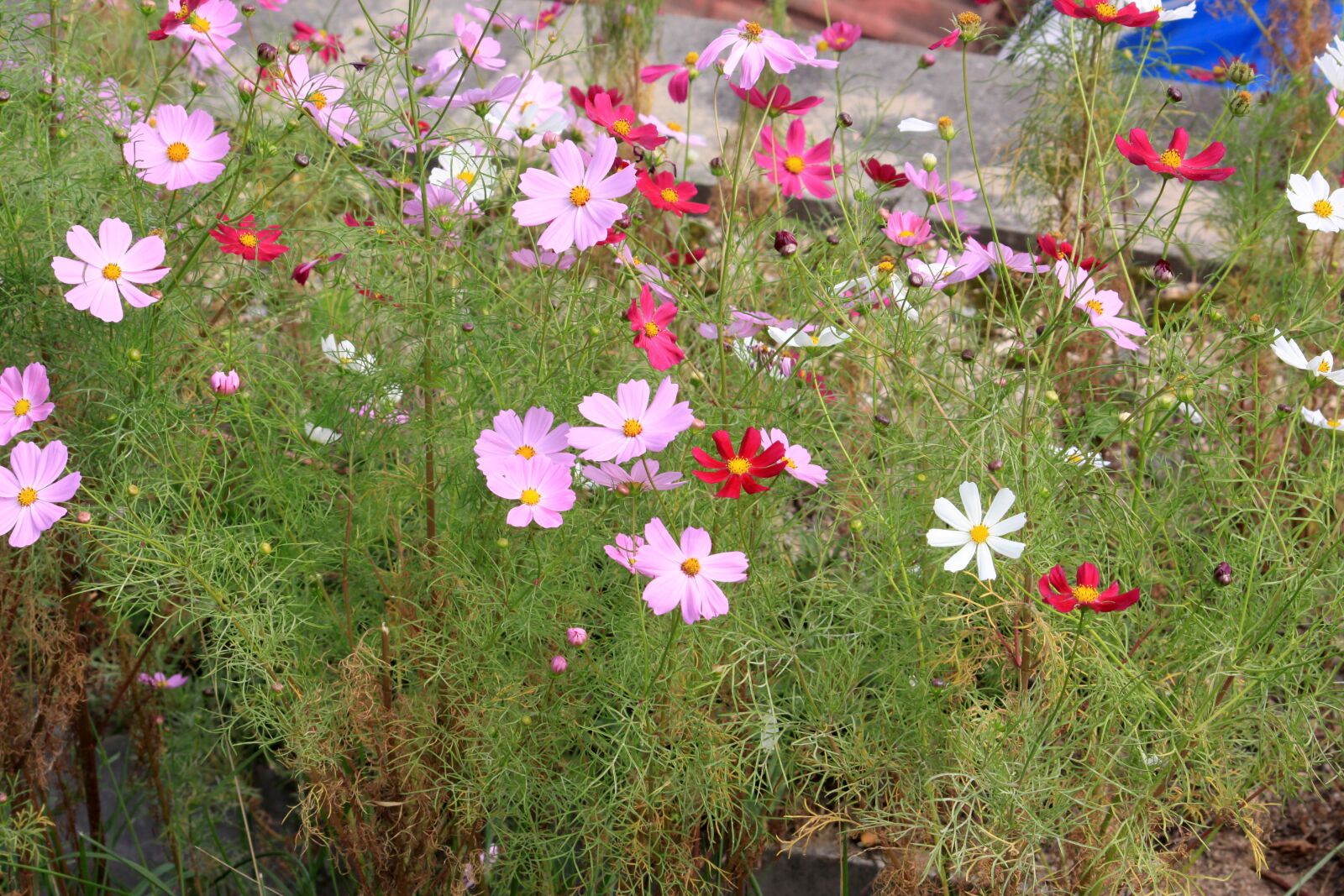 Canon EOS 50D sample photo. Cosmos, autumn, nature photography