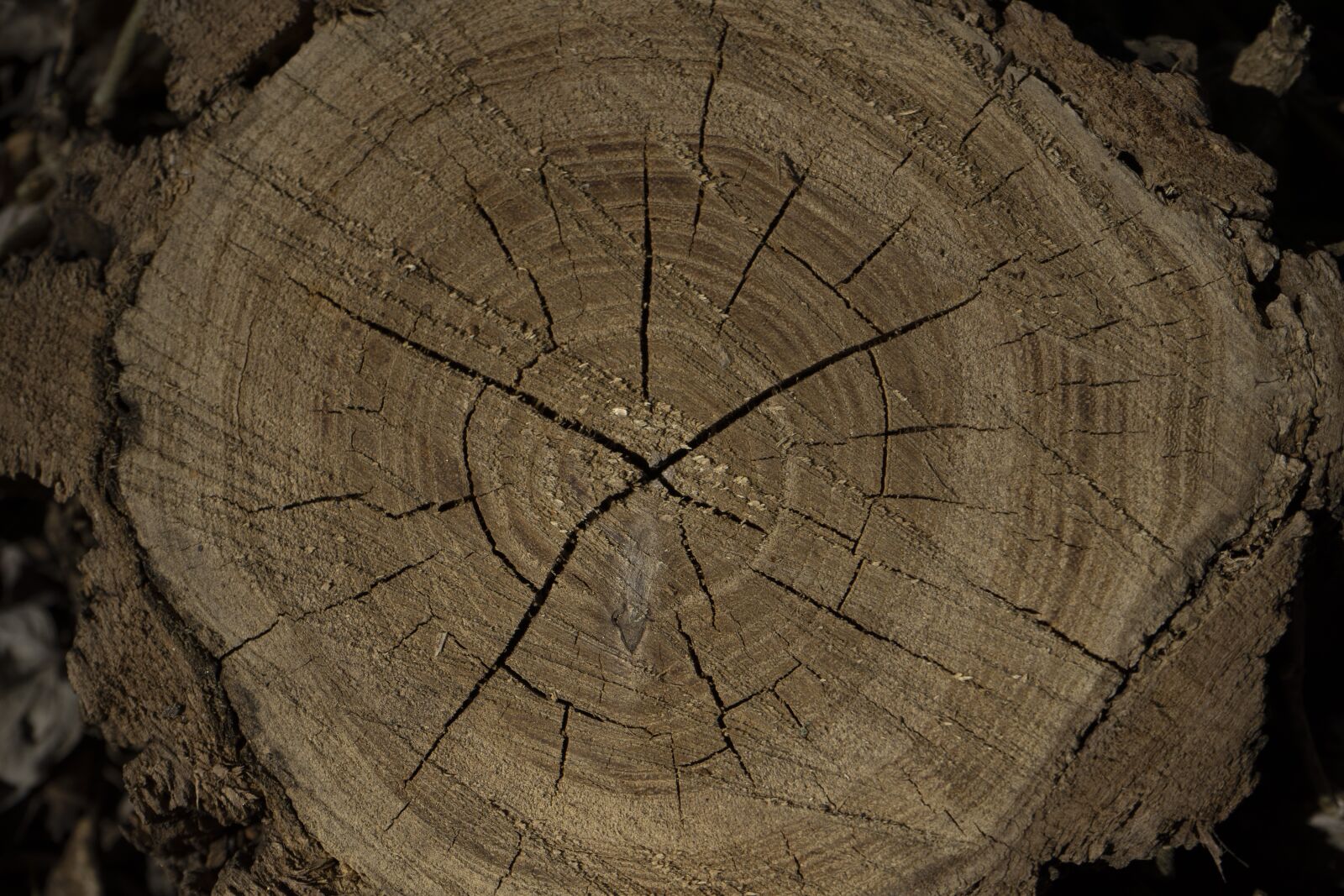 Sony a7 II + Sony FE 28-70mm F3.5-5.6 OSS sample photo. Wood, sample, grain photography