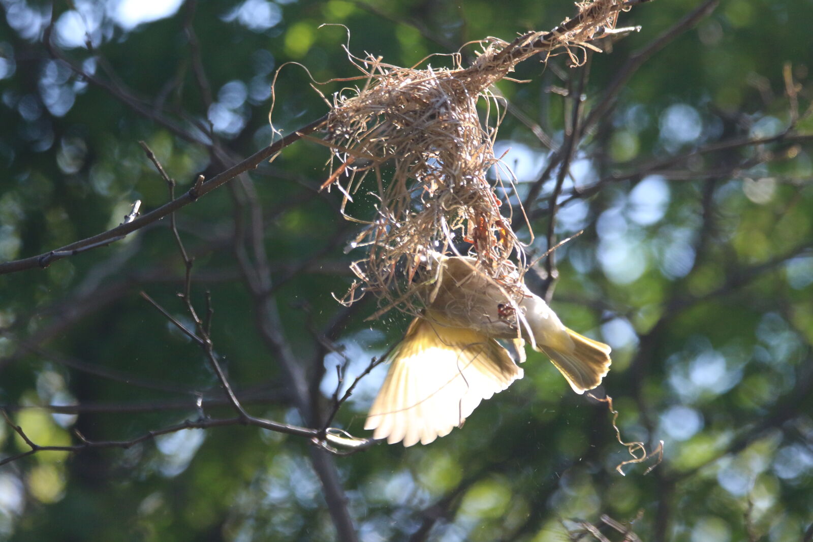 Canon EOS 7D Mark II sample photo. Animal, bird, branch, flap photography