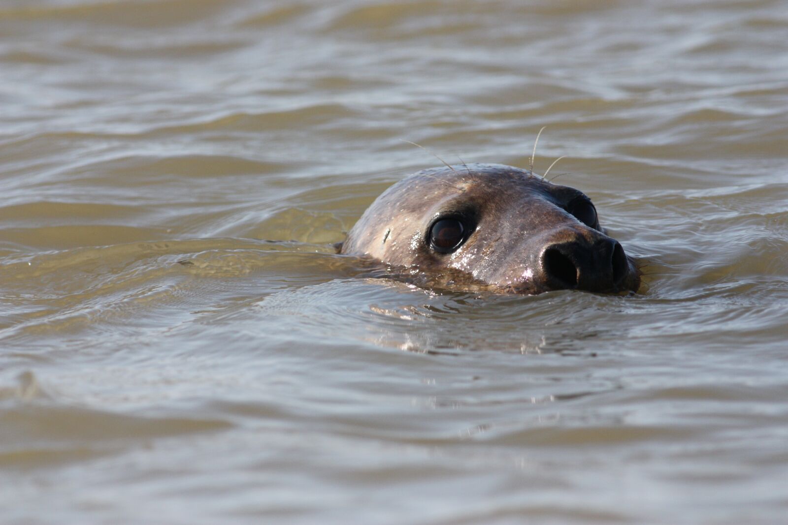 Canon EOS 450D (EOS Rebel XSi / EOS Kiss X2) sample photo. Grey seal, seal, wild photography