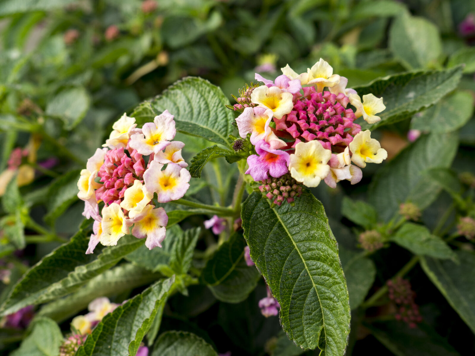 Olympus OM-D E-M10 II sample photo. Color, flowers, green, leaves photography