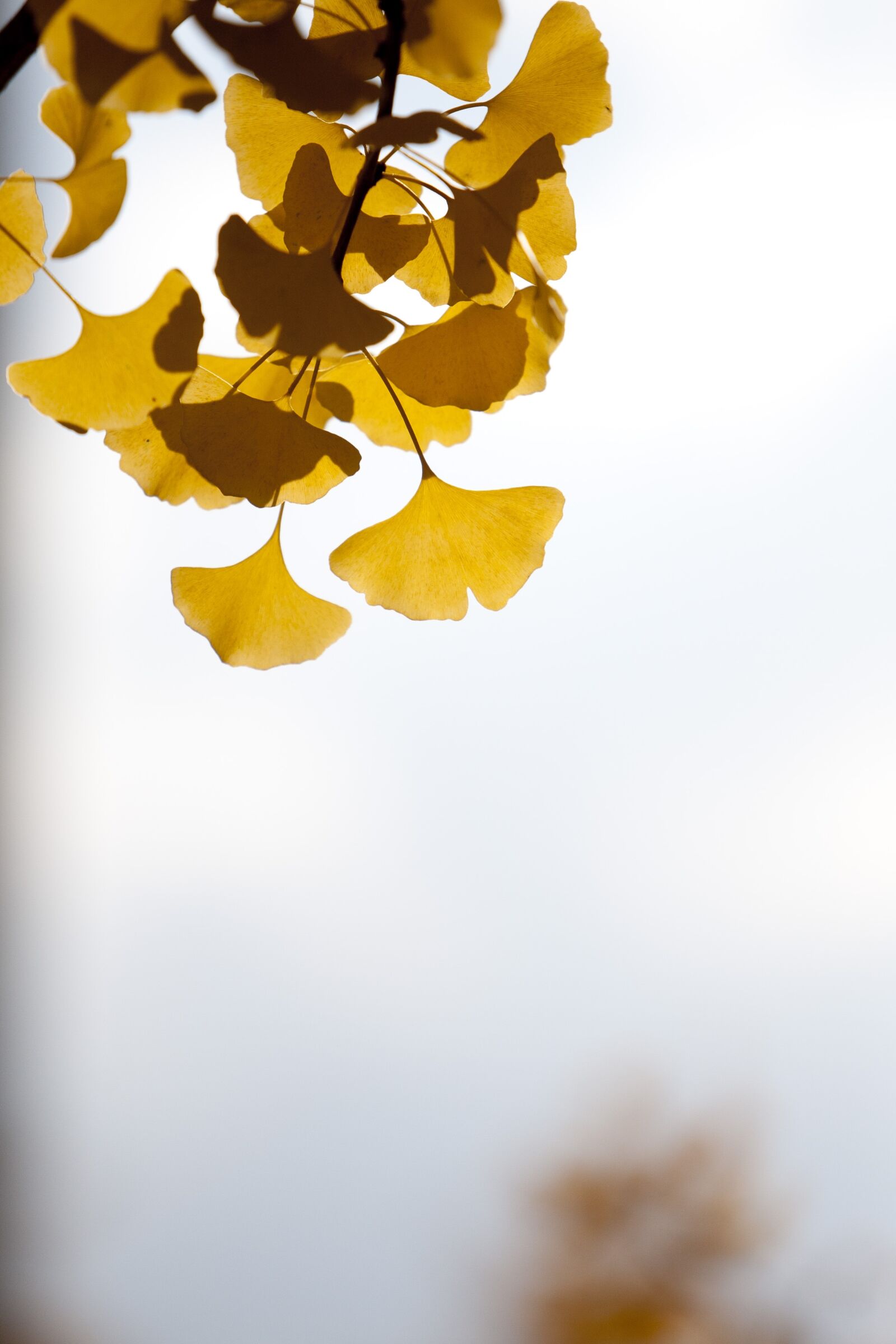 Canon EOS 5D sample photo. Ginkgo, autumn, leaves photography