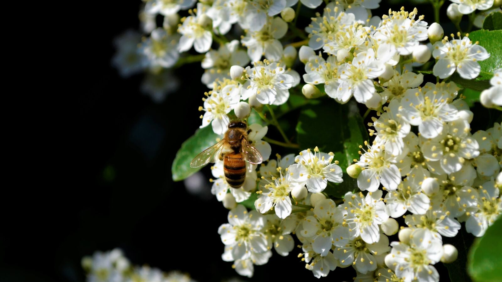 Nikon D5100 sample photo. Bee, nice, bees photography