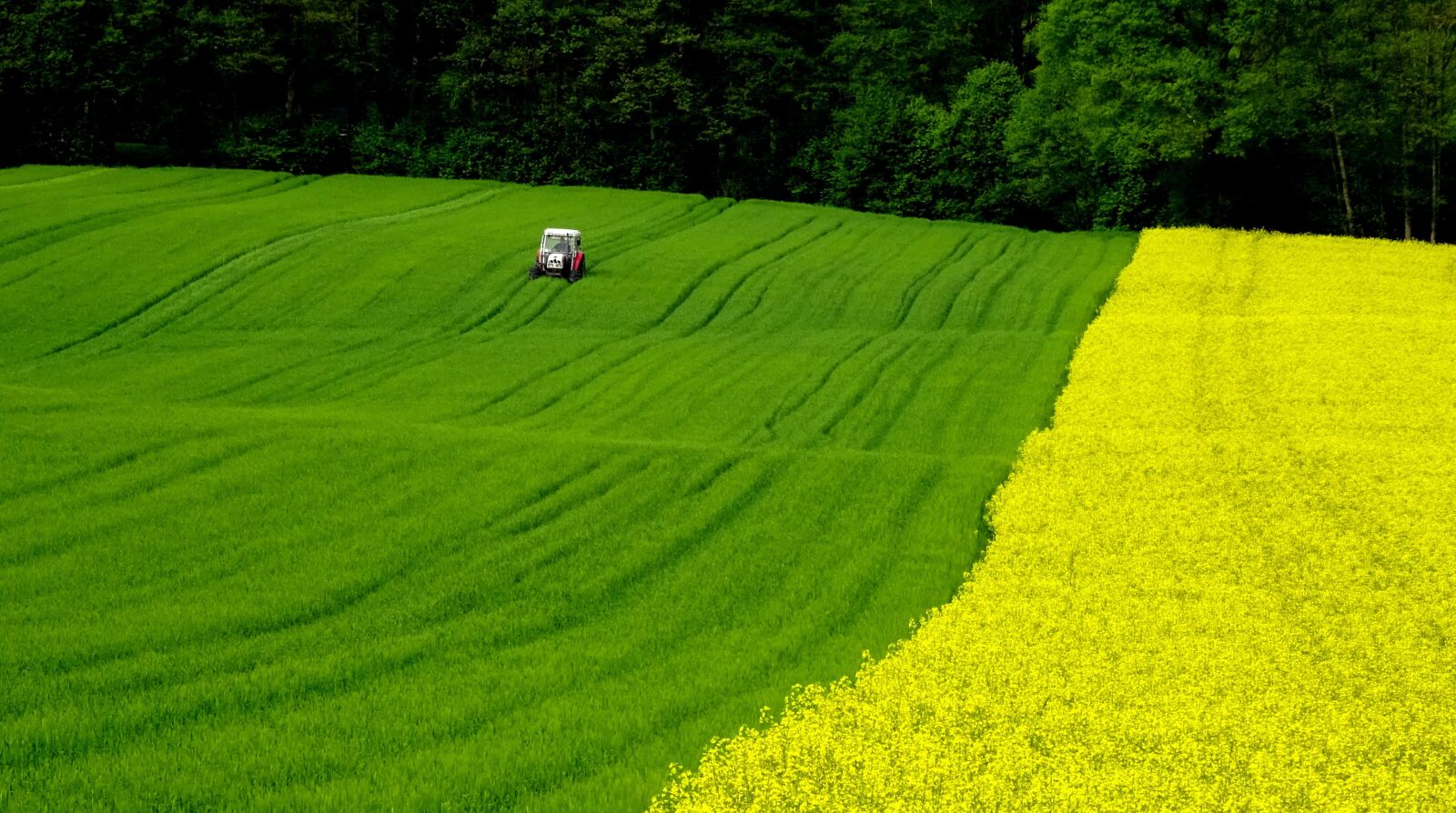 Sony Cyber-shot DSC-WX350 sample photo. Field of rapeseeds, tractor photography