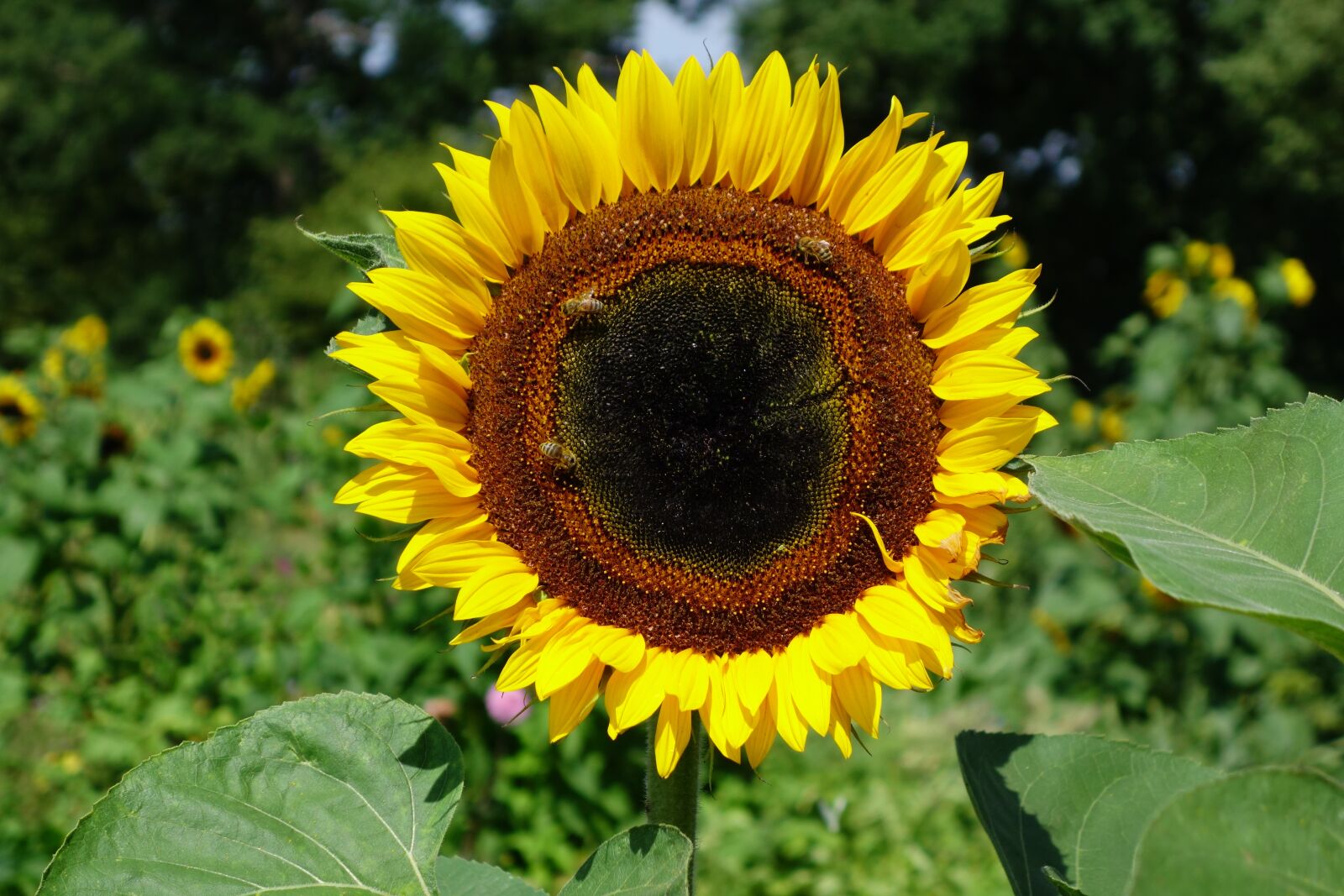 Sony Cyber-shot DSC-RX100 II sample photo. Sunflower, yellow, summer photography