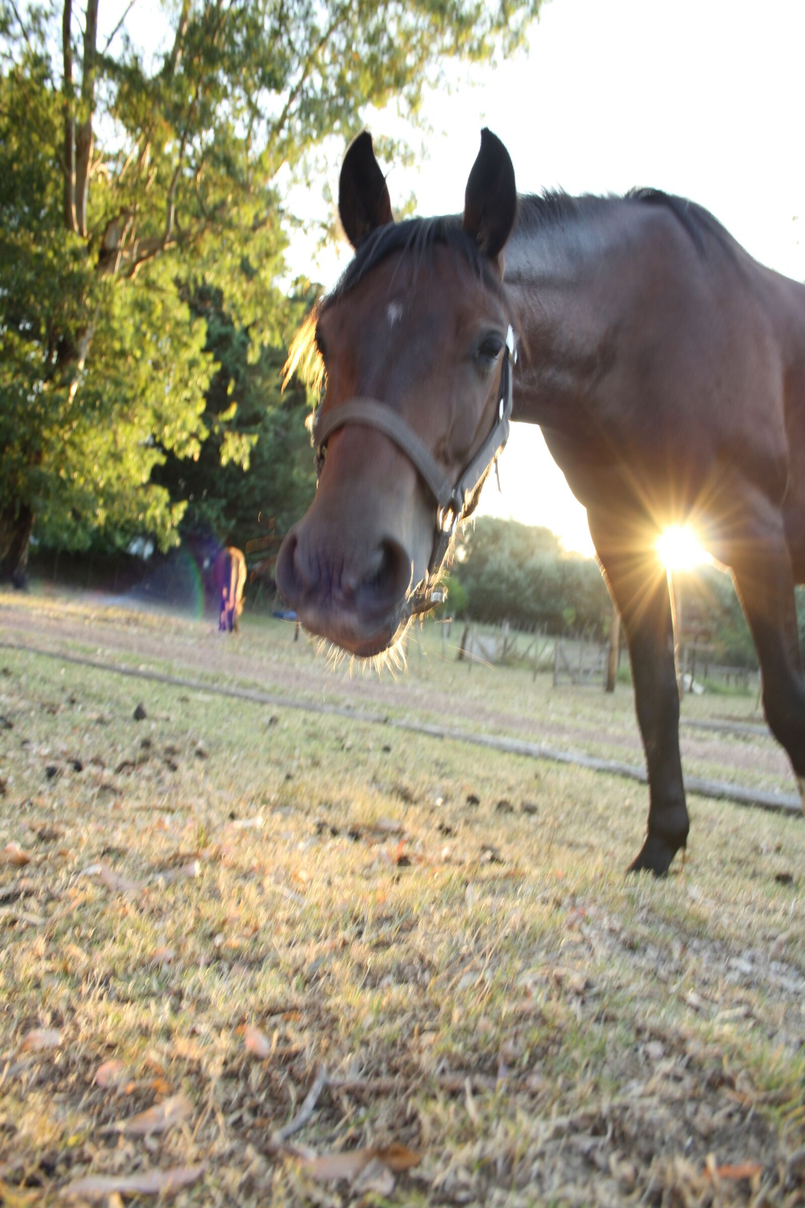 Canon EOS 1000D (EOS Digital Rebel XS / EOS Kiss F) sample photo. Horse, nature, animal photography