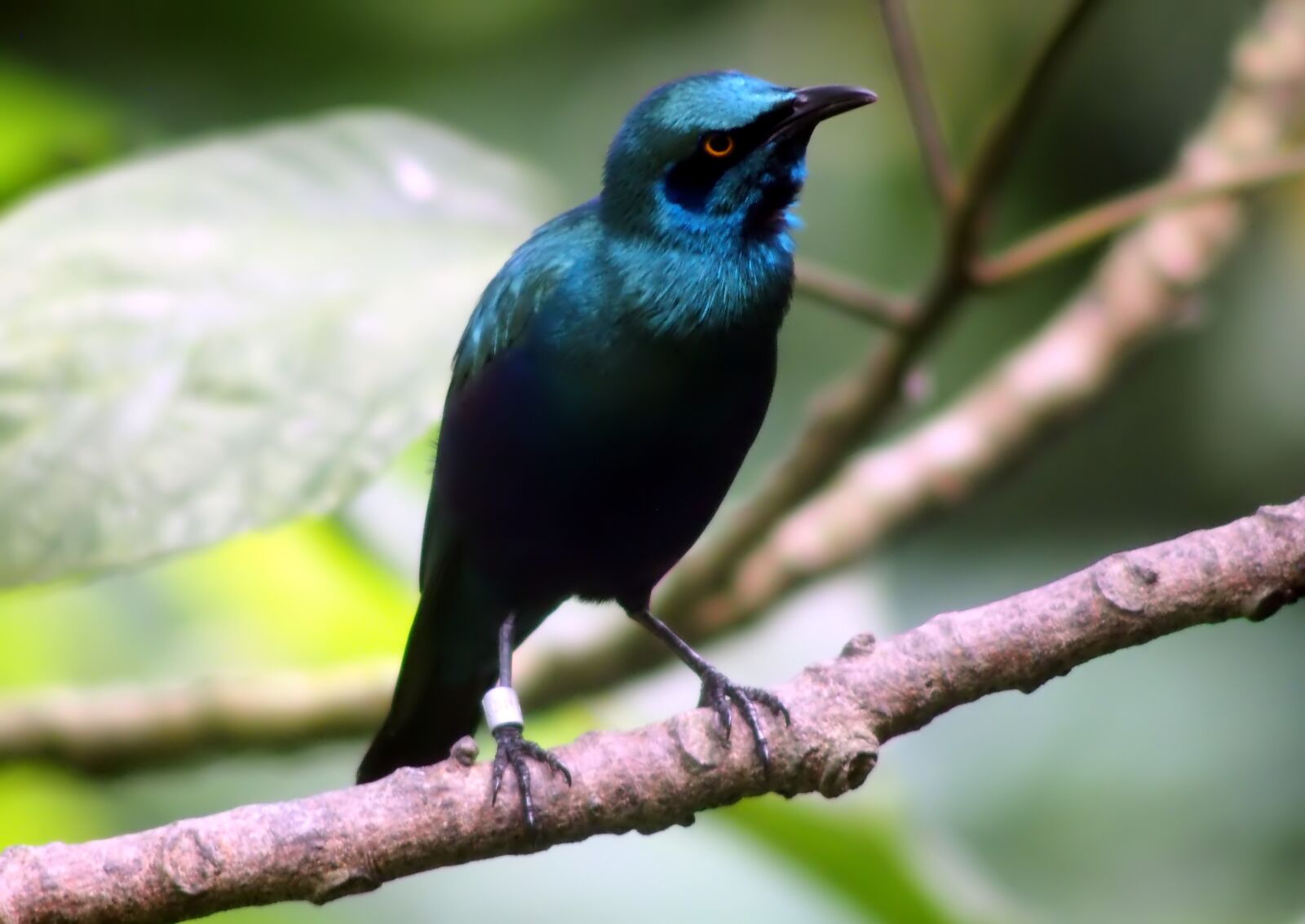 Olympus OM-D E-M1 sample photo. Bird, wildlife, animal photography
