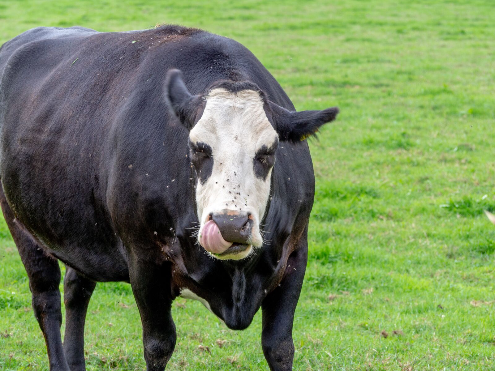 Olympus OM-D E-M10 II sample photo. Cow, flies, black and photography