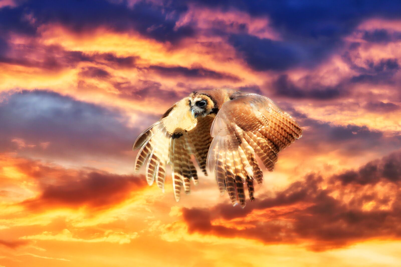 Canon EF-S 55-250mm F4-5.6 IS STM sample photo. Owl, flight, sunrise photography