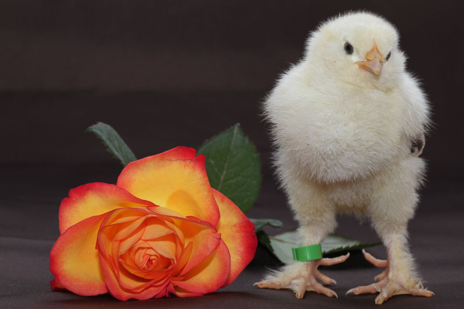 Canon EOS 7D sample photo. Chicks, easter chick, blossom photography