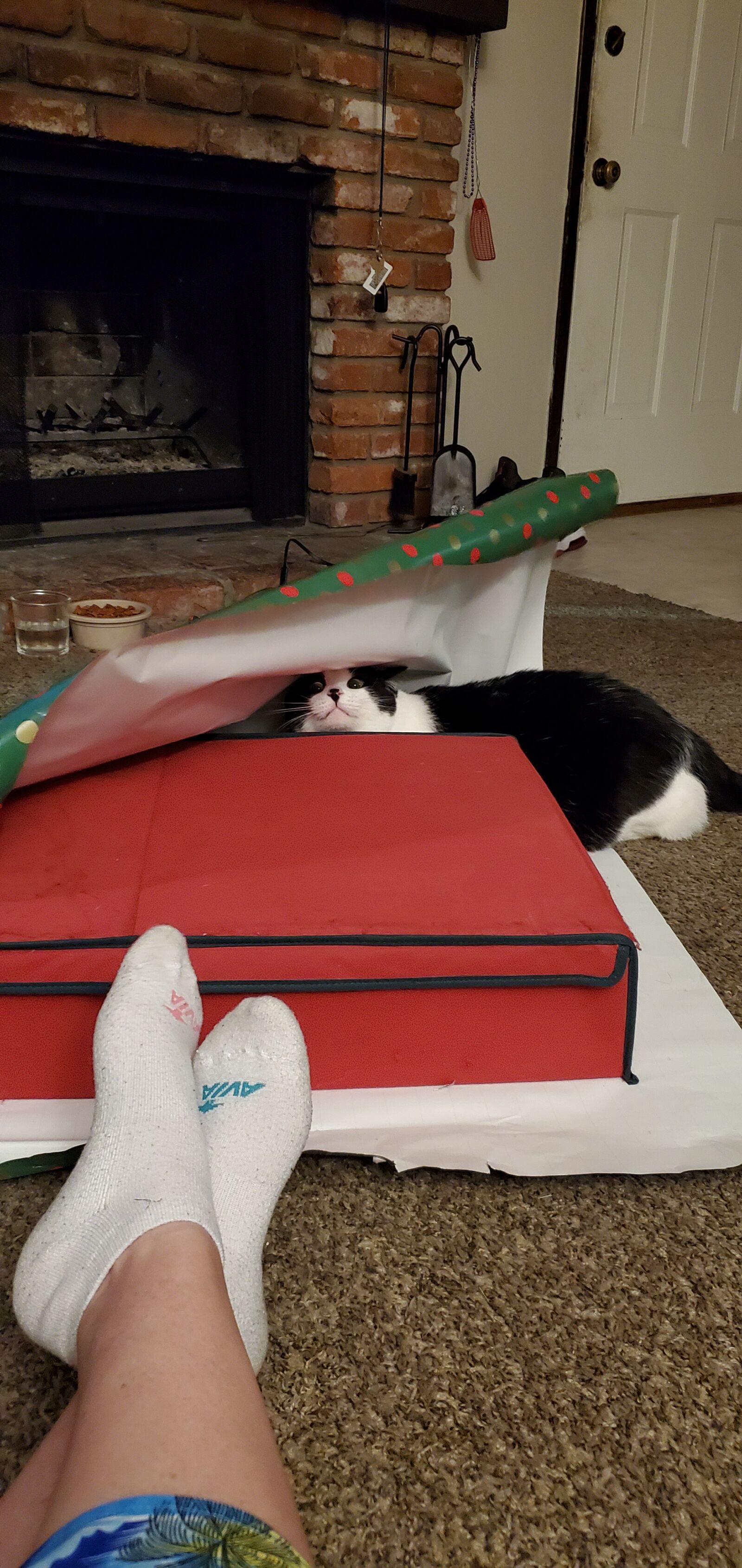 Samsung Galaxy S10 sample photo. Cat, christmas wrapping, wrapping photography