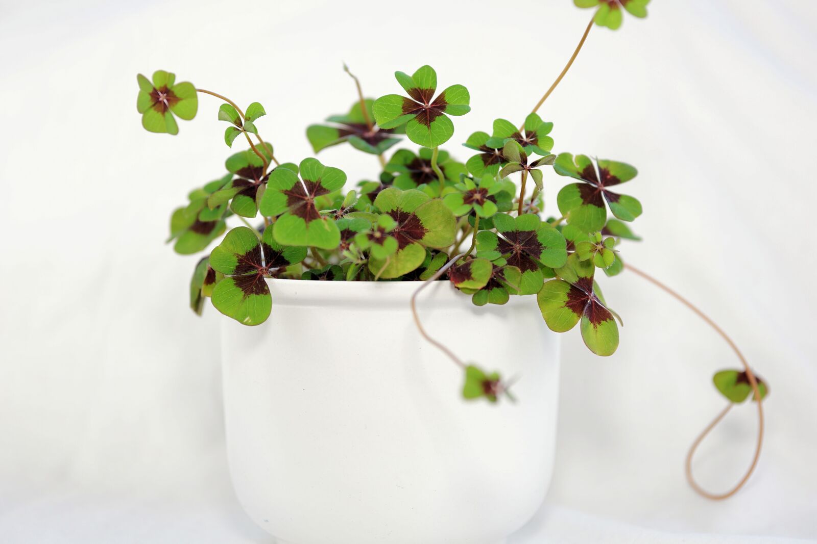 Sony a6000 + E 60mm F2.8 sample photo. Klee, luck, four leaf photography