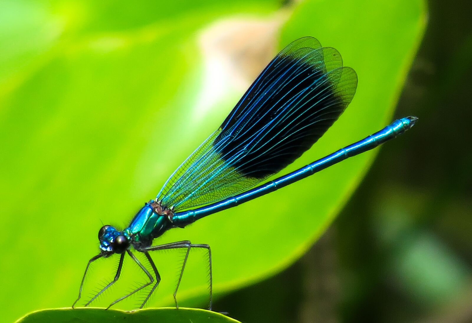 Canon PowerShot SX50 HS sample photo. Animal, dragonfly, insect photography