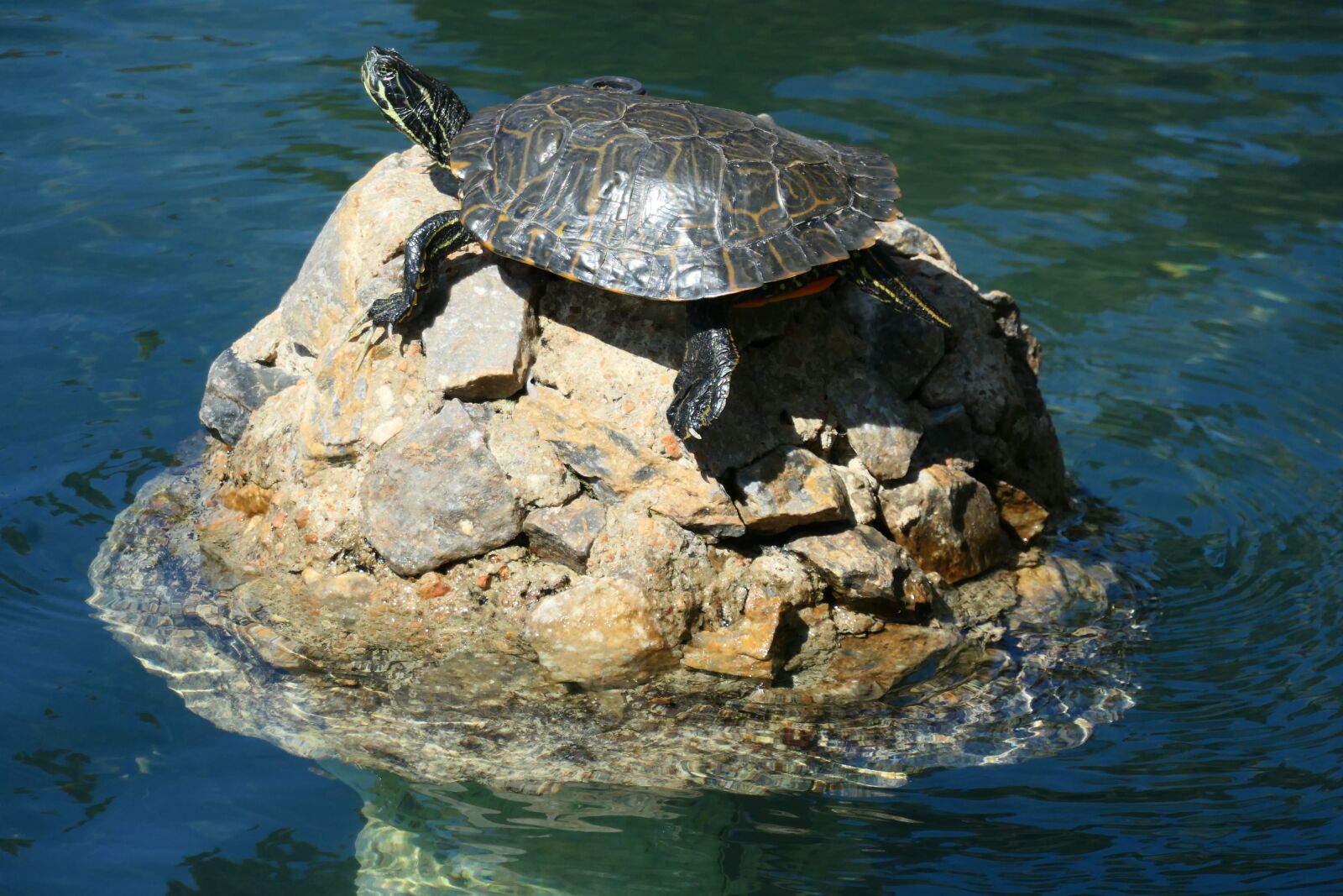 Panasonic DC-TZ200 sample photo. Turtle, water, lake photography