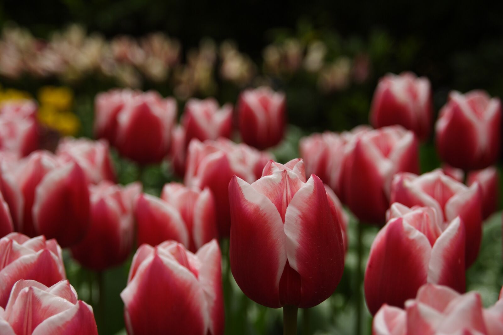 Canon EOS 350D (EOS Digital Rebel XT / EOS Kiss Digital N) sample photo. Tulip, flower photography