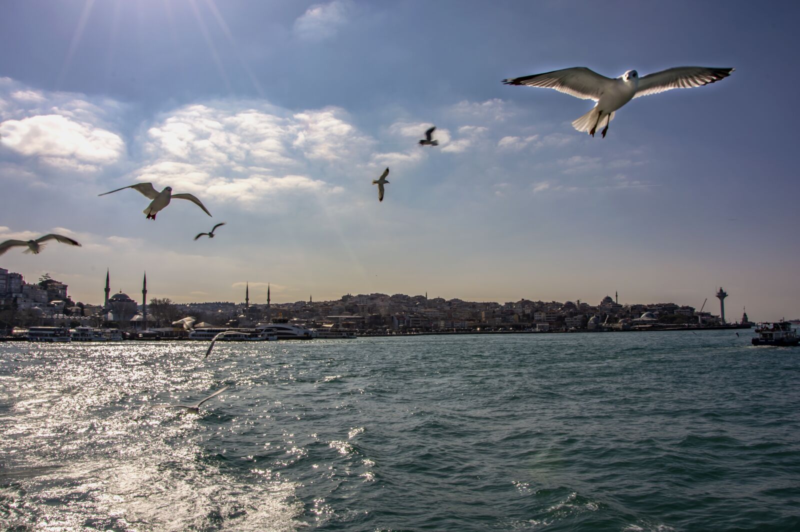 Nikon D5200 sample photo. Marine, seagull, istanbul photography