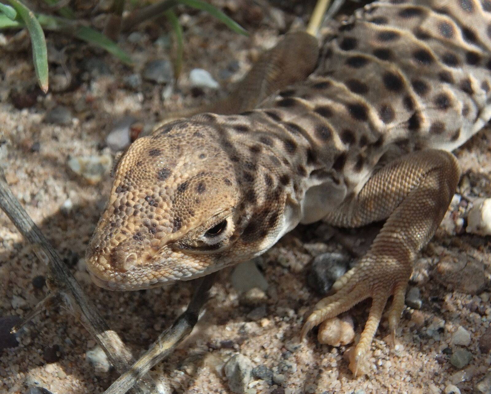 Olympus TG-860 sample photo. Lizard, long nose leopard photography