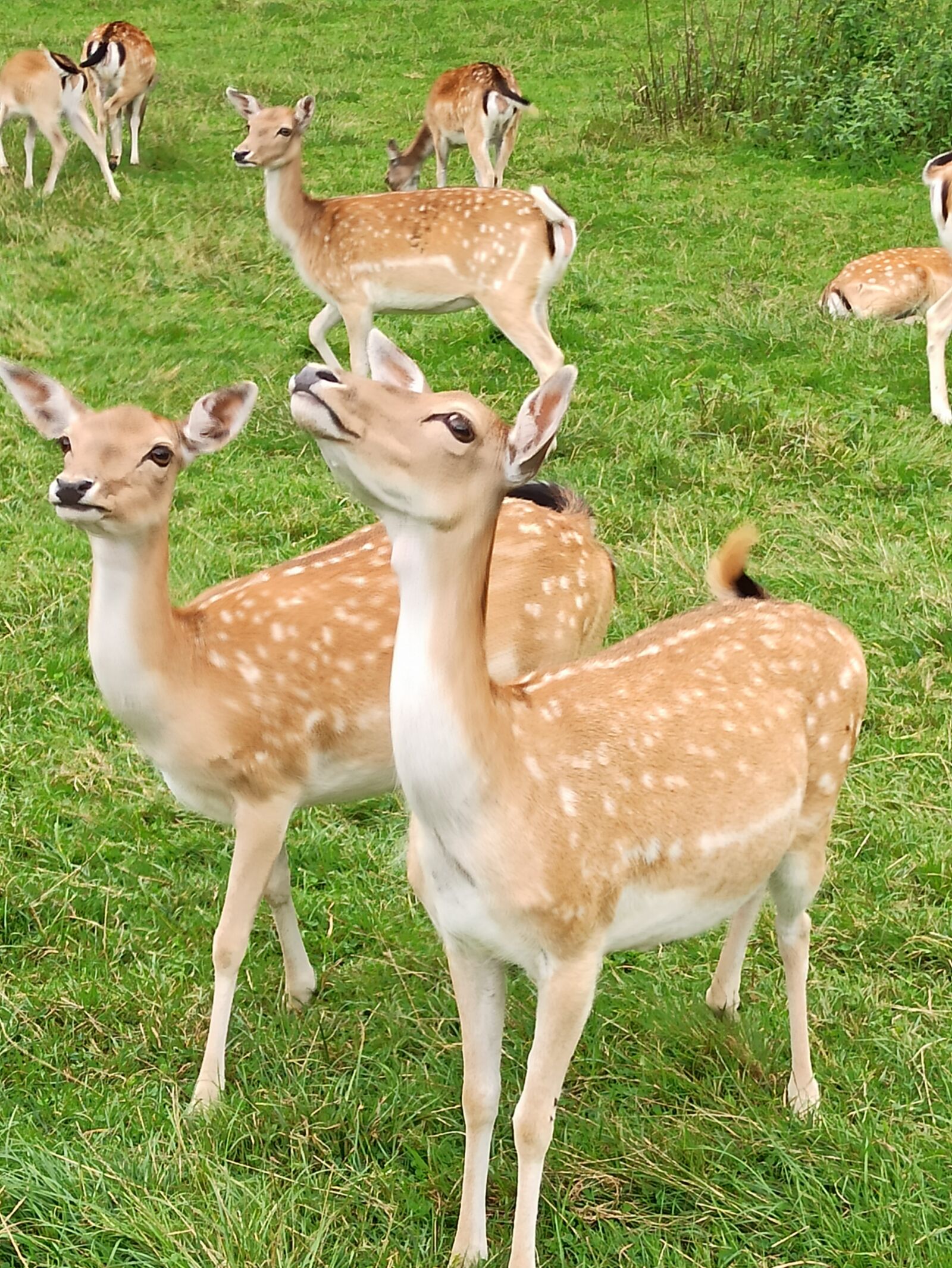 Xiaomi Redmi Note 8 Pro sample photo. Sarna, roe-deer, the deer photography