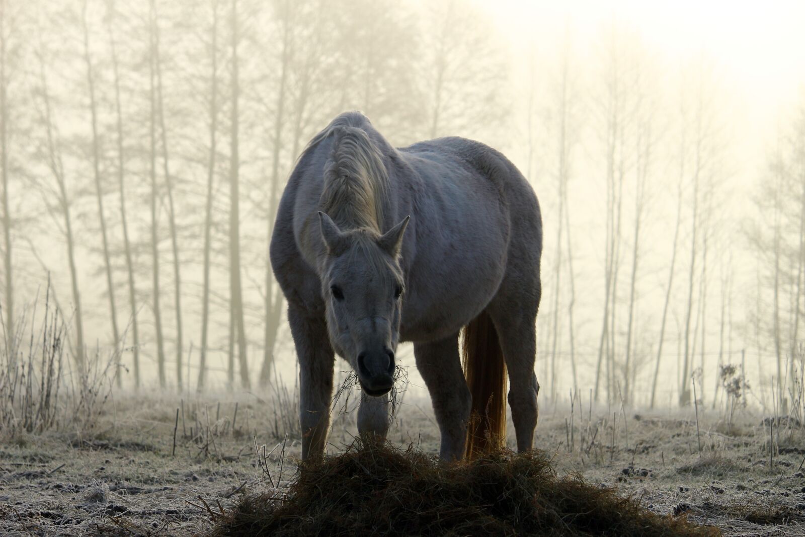 Canon EOS 100D (EOS Rebel SL1 / EOS Kiss X7) sample photo. Mold, horse, fog photography