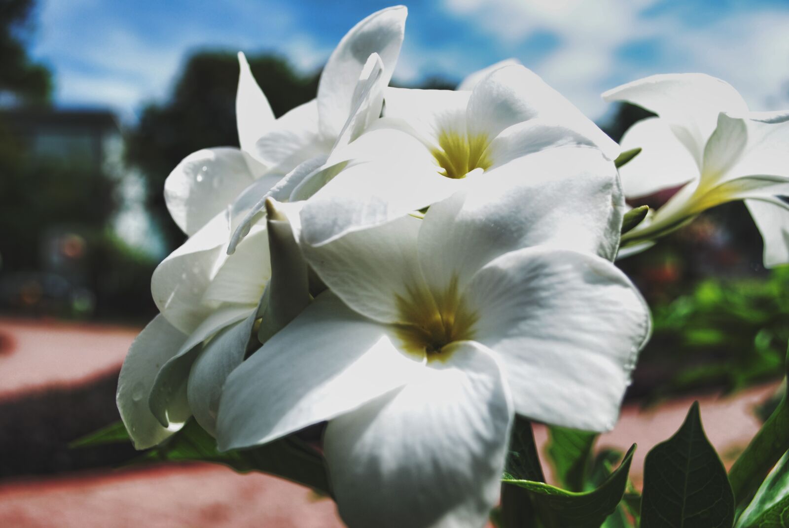 Nikon D3000 sample photo. Flowers, nature, blossoms photography