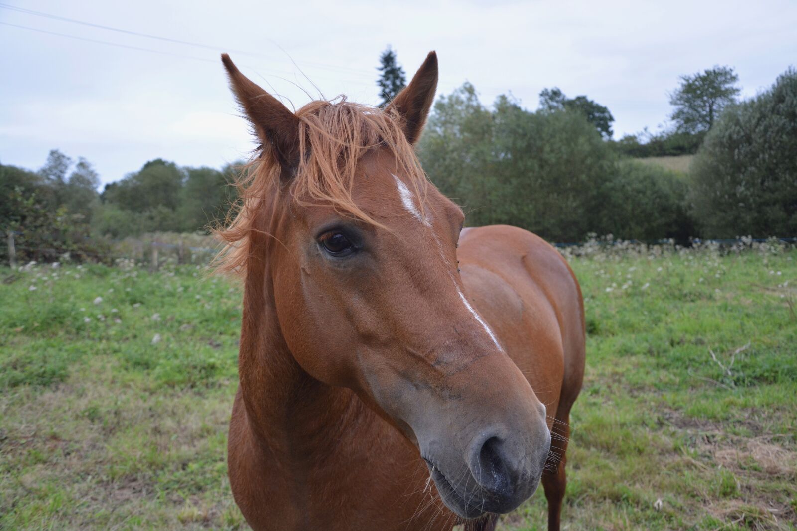 Nikon D5200 sample photo. Horse, mare, broodmare photography