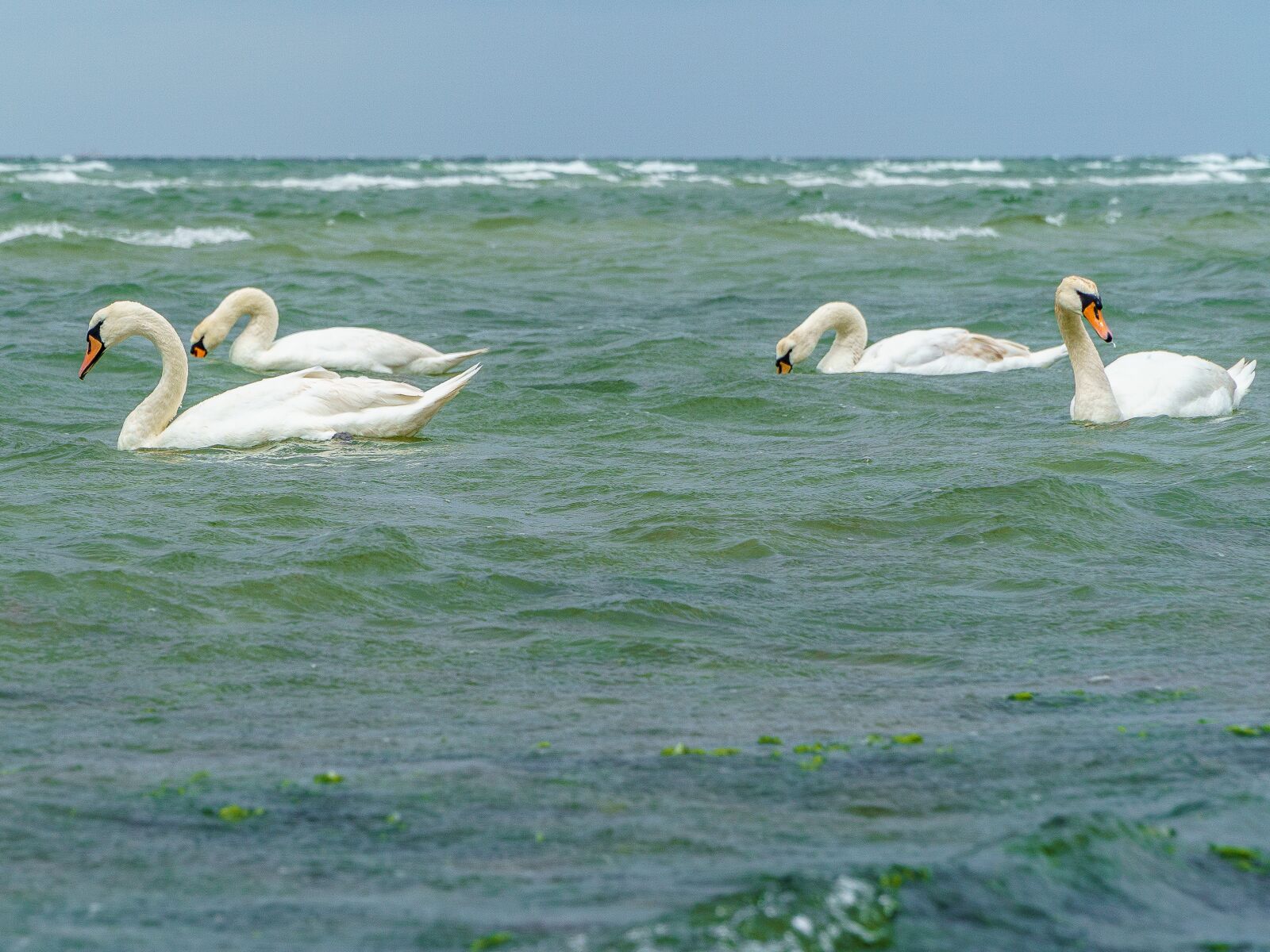 Sony a6000 + Sony E PZ 18-105mm F4 G OSS sample photo. Swans, bird, baltic sea photography