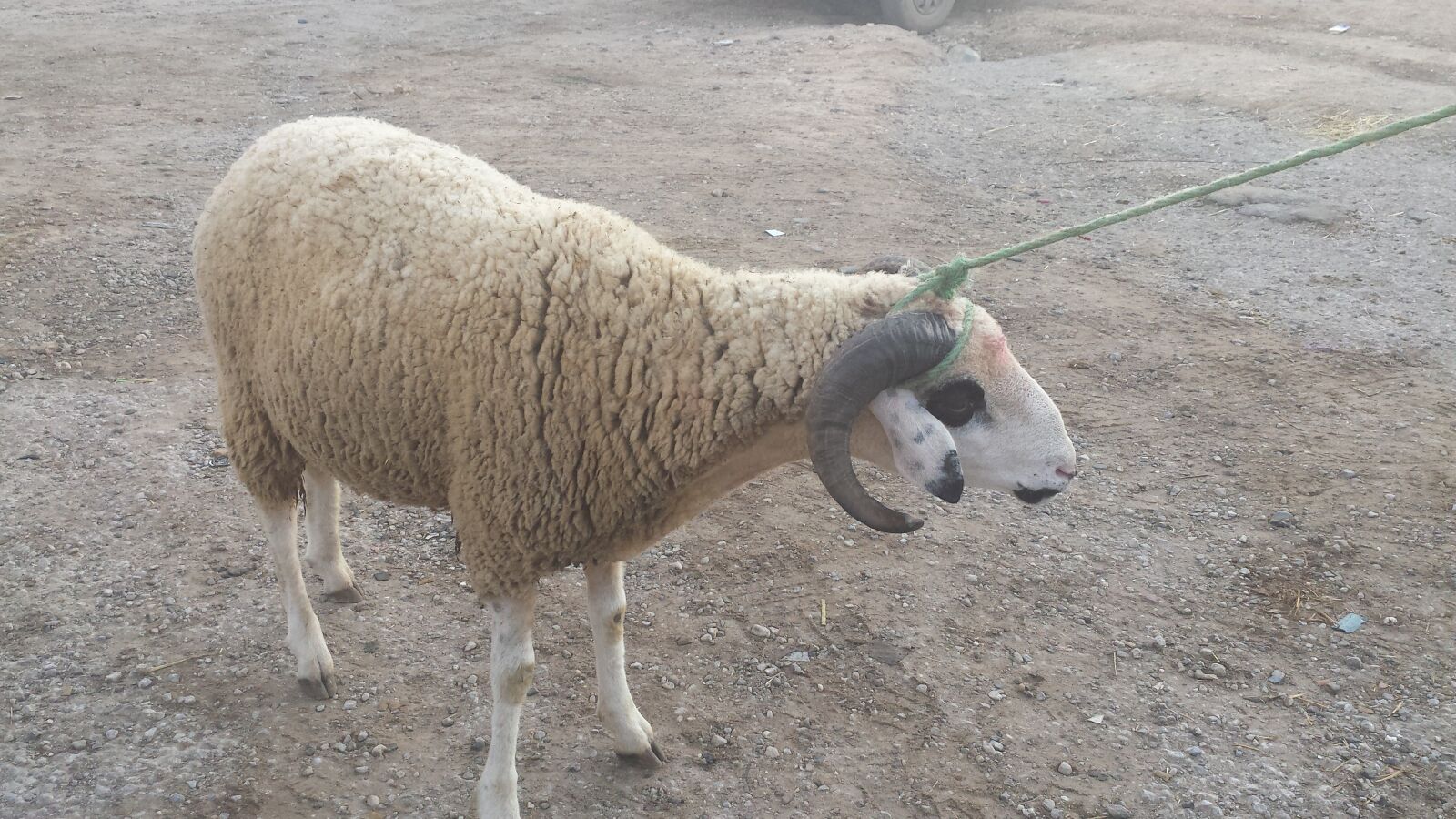 Samsung Galaxy S4 sample photo. Cheep, beauty cheep, animal photography