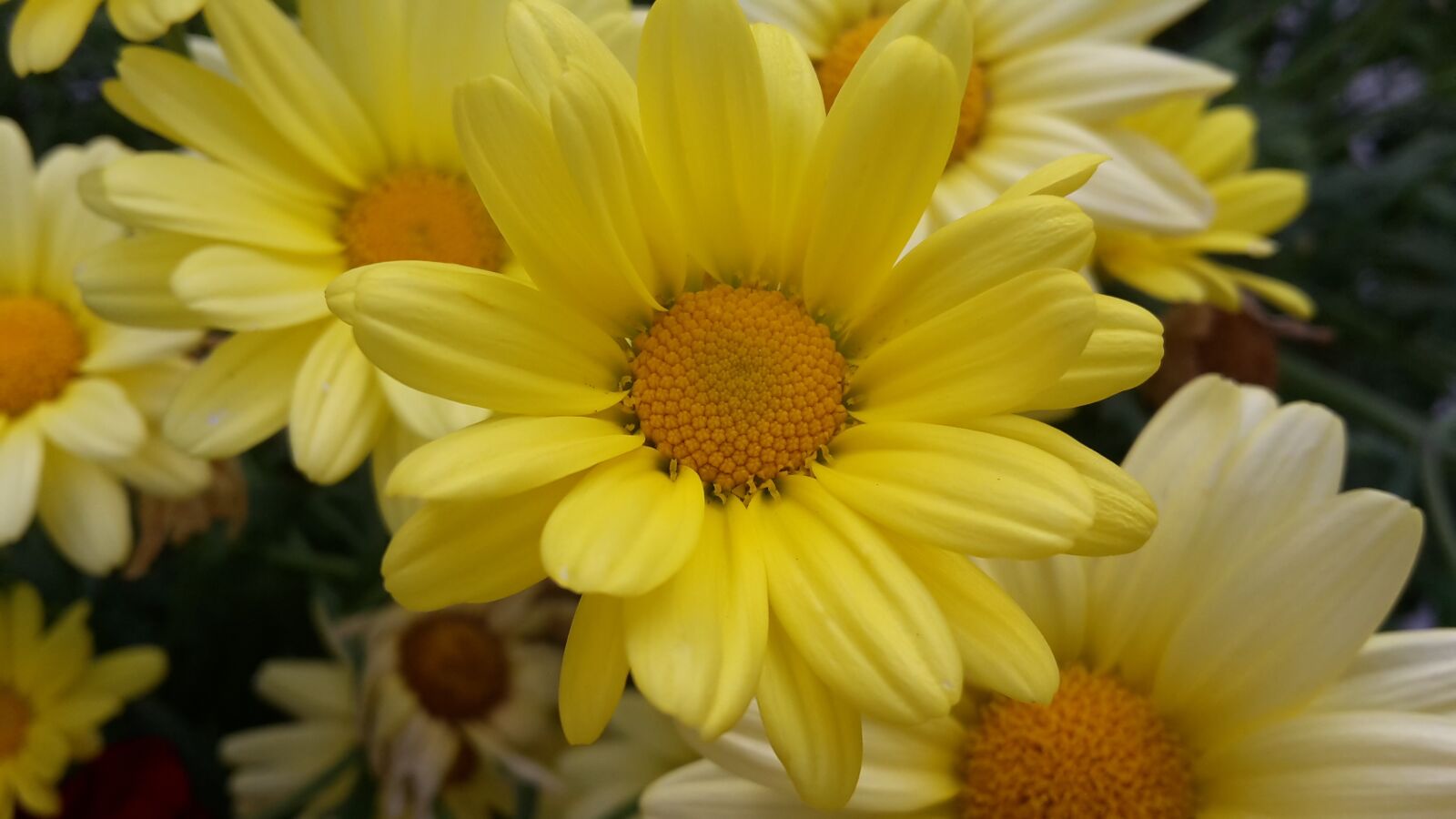 Samsung Galaxy S5 Mini sample photo. Yellow, flowers, nature photography