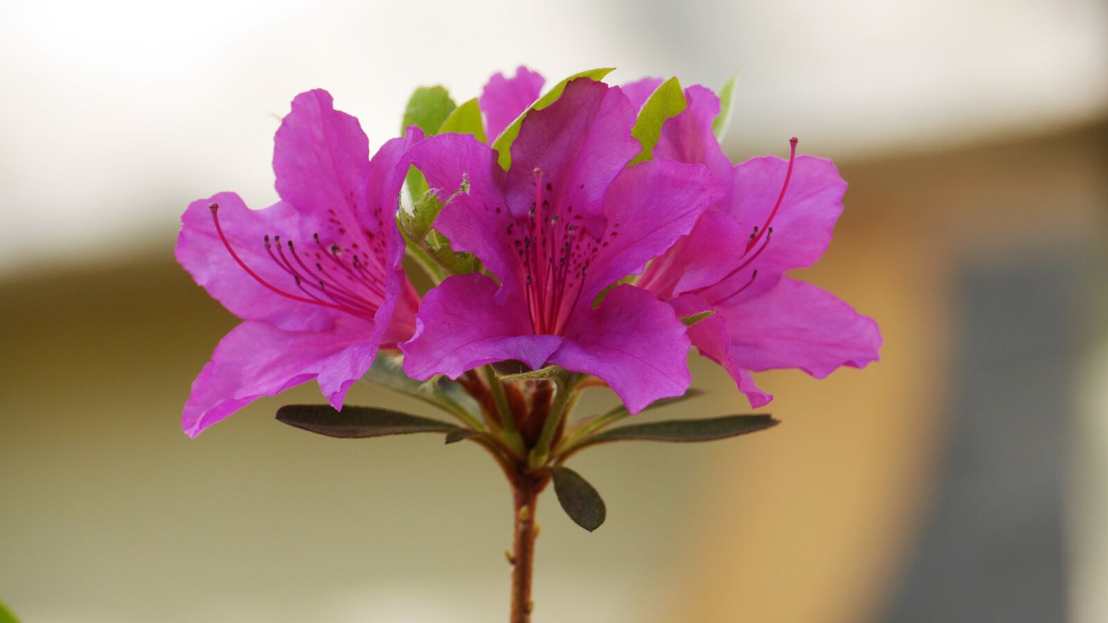 Panasonic Lumix DMC-GH3 sample photo. Nature, flowers, plants photography