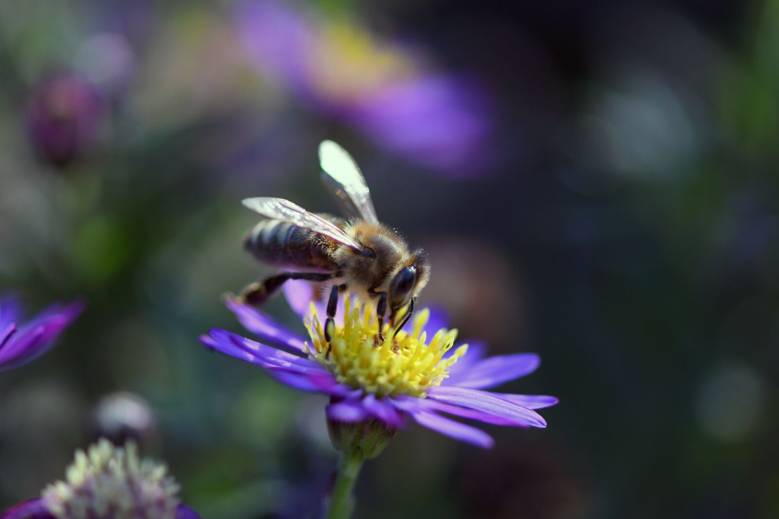 Nikon D500 sample photo. Bee, wild bee, nature photography