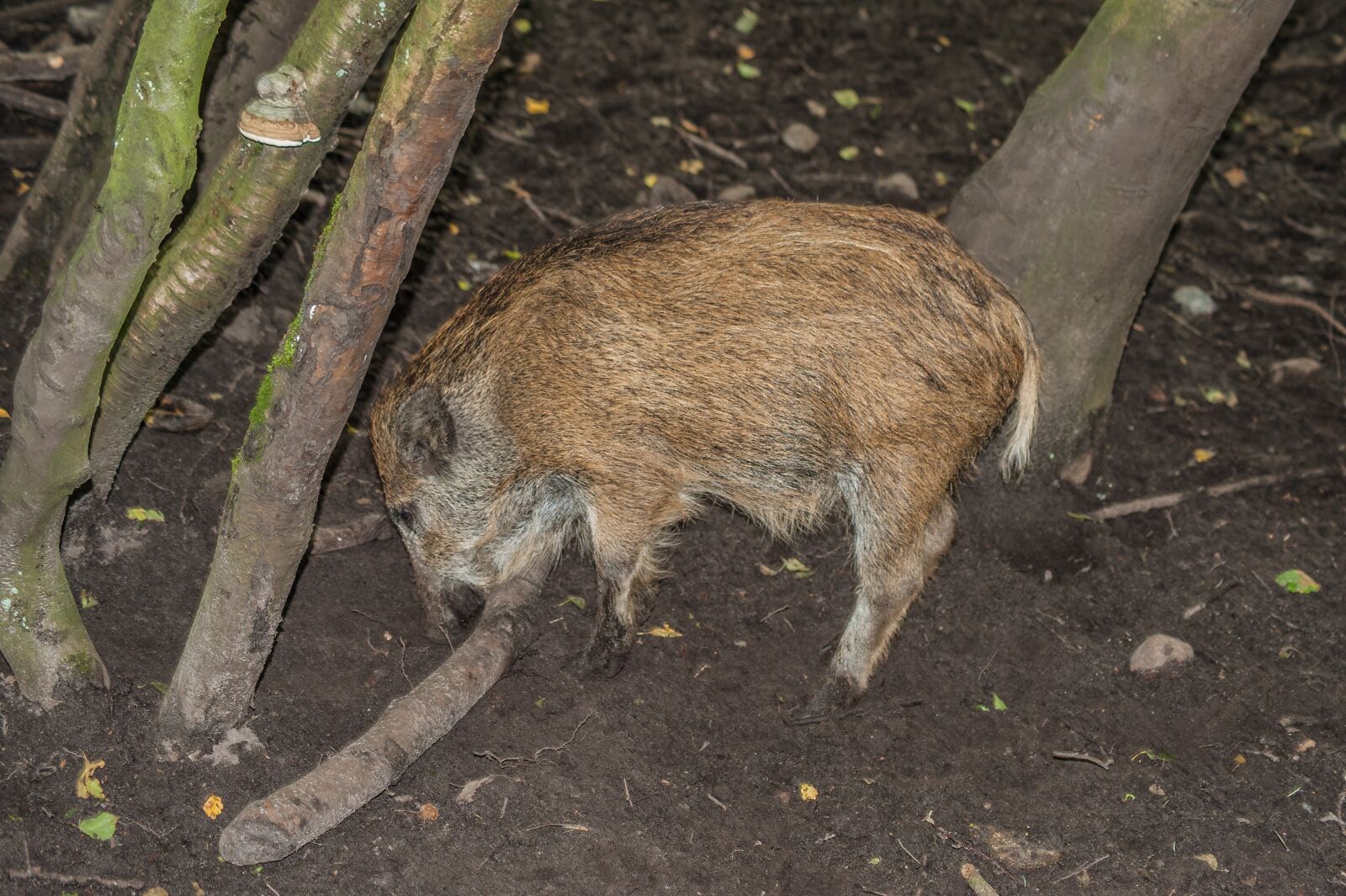 Nikon D700 sample photo. Boar, launchy, mammal photography