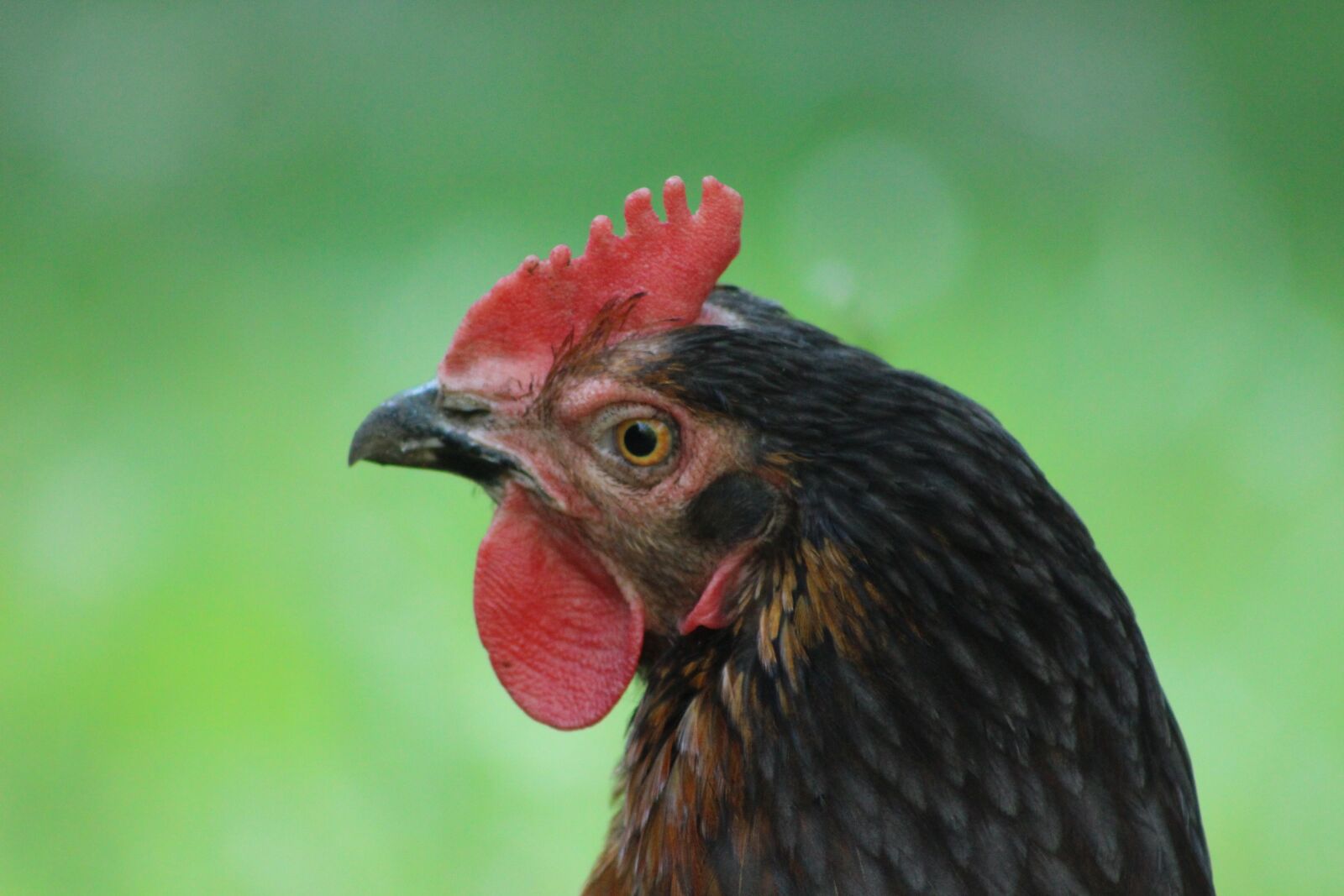 Canon EF75-300mm f/4-5.6 sample photo. Chicken, hen, poultry photography