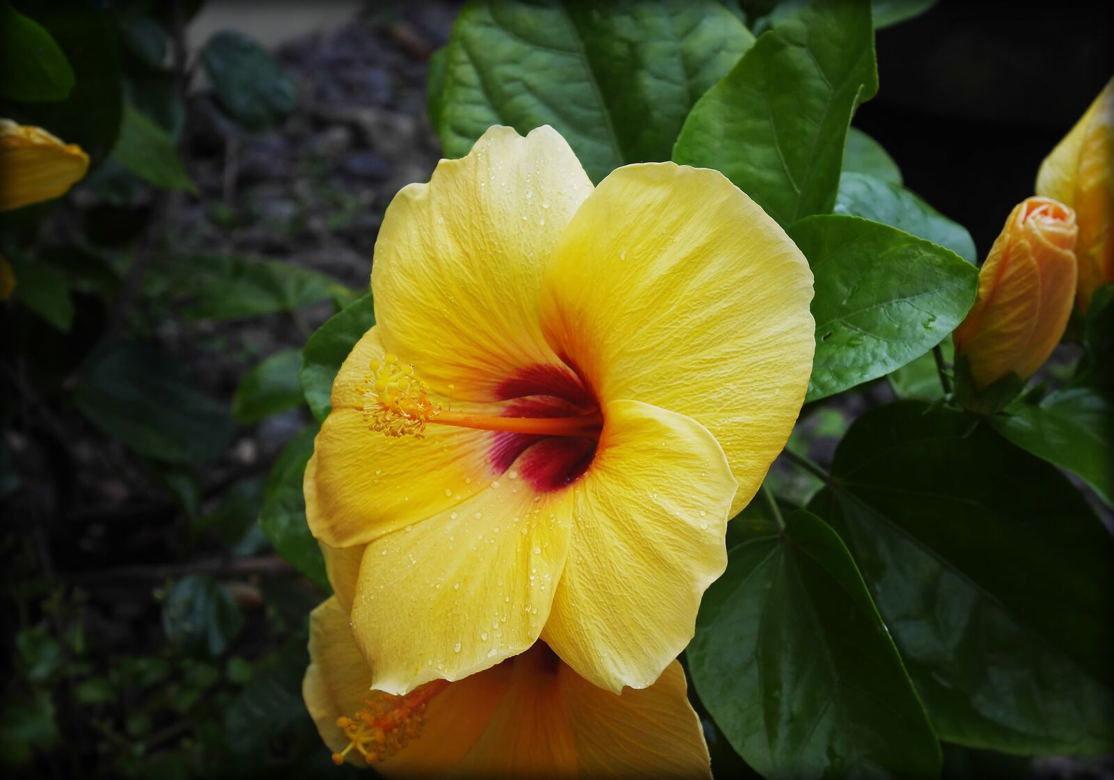 Panasonic Lumix DMC-GM5 sample photo. Flower, yellow, nectar photography