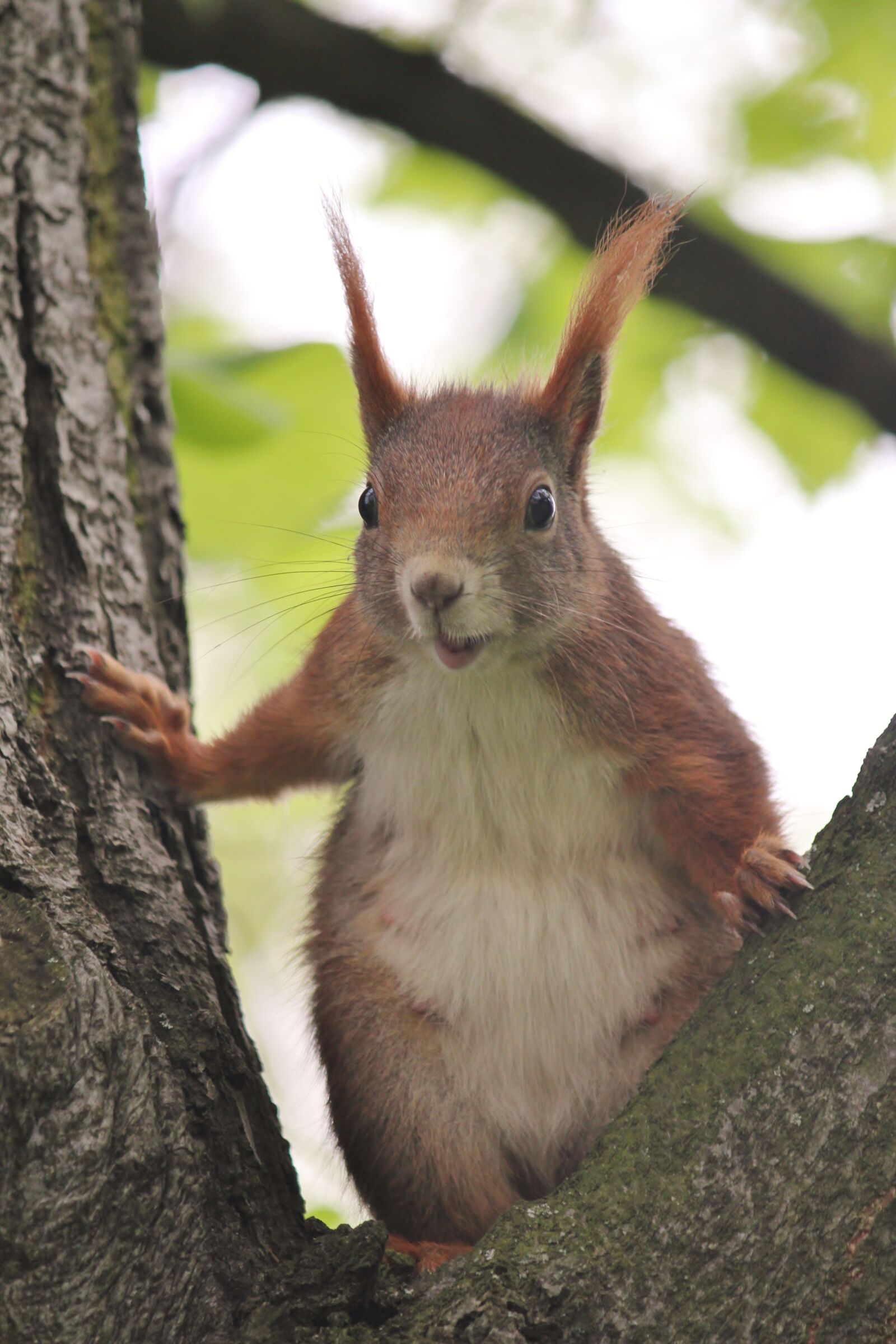 Canon EOS 550D (EOS Rebel T2i / EOS Kiss X4) sample photo. The squirrel, tree, rodent photography