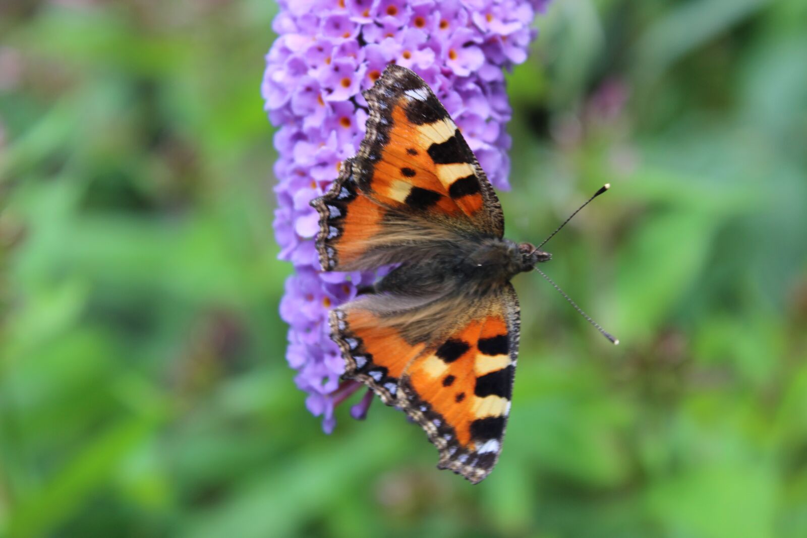 Canon EOS 600D (Rebel EOS T3i / EOS Kiss X5) sample photo. Butterfly, insect, close up photography