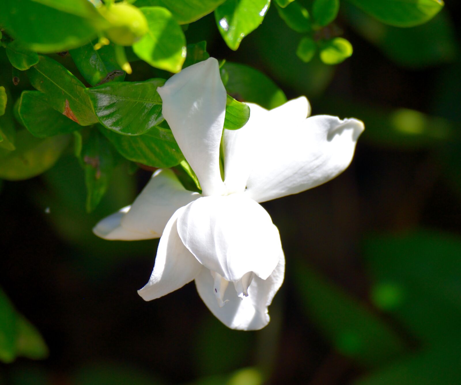 Nikon D3300 sample photo. Gardenia flower, floral, white photography