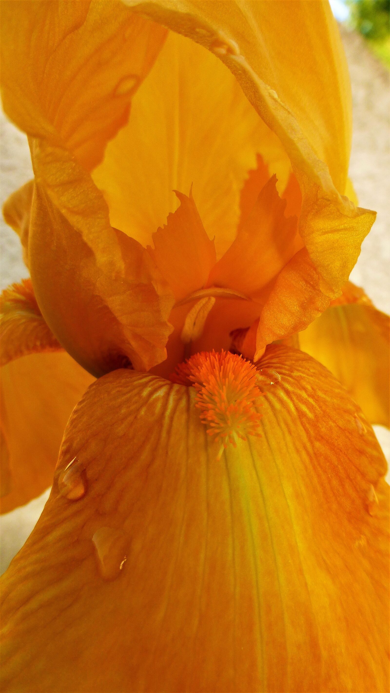 Panasonic Lumix DMC-ZS25 (Lumix DMC-TZ35) sample photo. Flower, nature, plant photography
