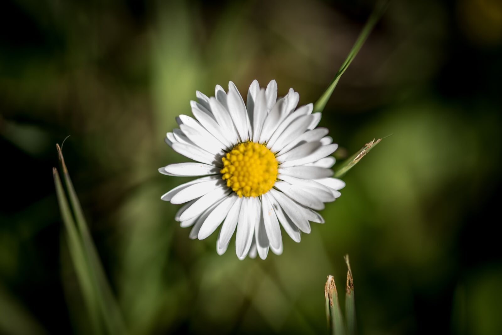 Nikon D810 sample photo. Flower, petals, nature photography