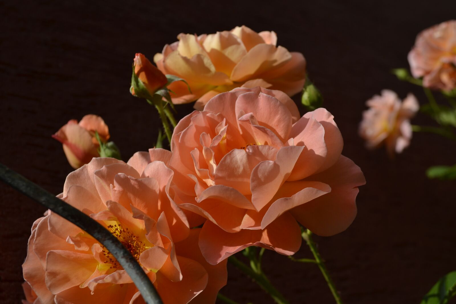 Nikon D3100 sample photo. Flowers, nature, spring photography
